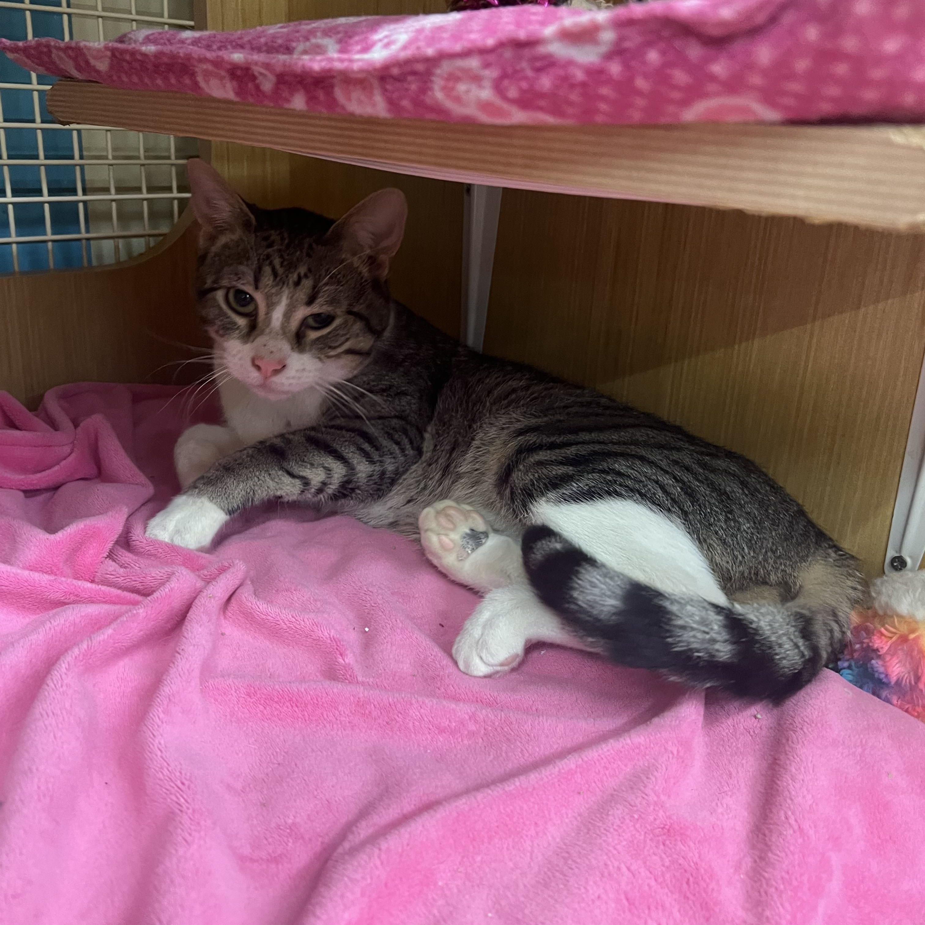 Enlarge Apollo, an adopted Domestic Short Hair in Manhattan, KS image 1/2