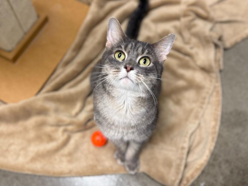 Enlarge Lima Bean, a Adoptable mixed breed in Raleigh, NC image 1/1