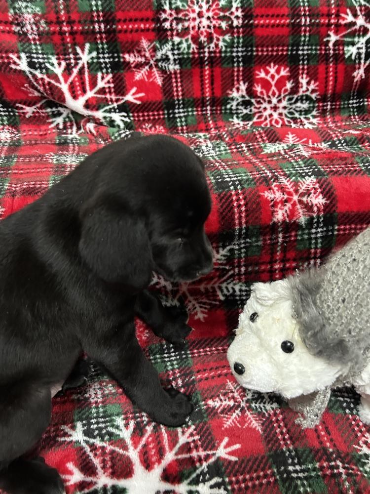 Noel, Adoptable, Puppy Female Australian Shepherd & Boykin Spaniel.