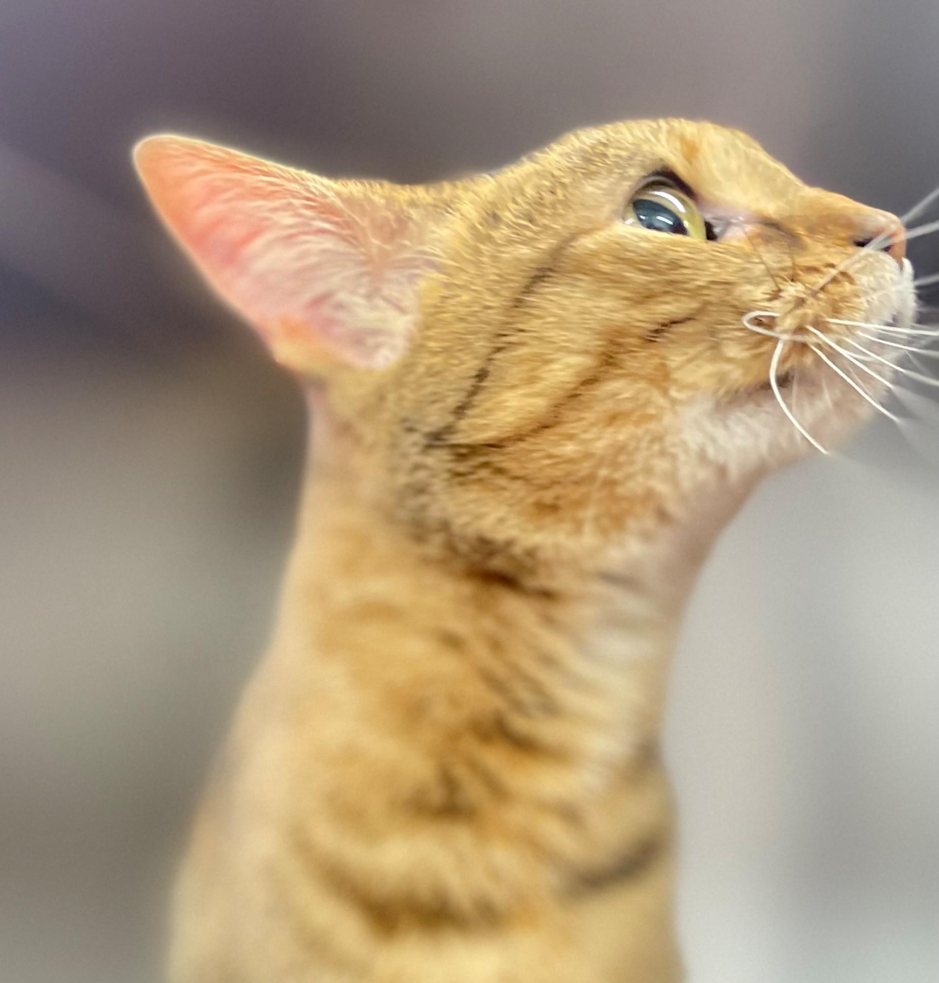 Enlarge Gelato, an adoptable Domestic Short Hair in Hamilton, ON image 2/3