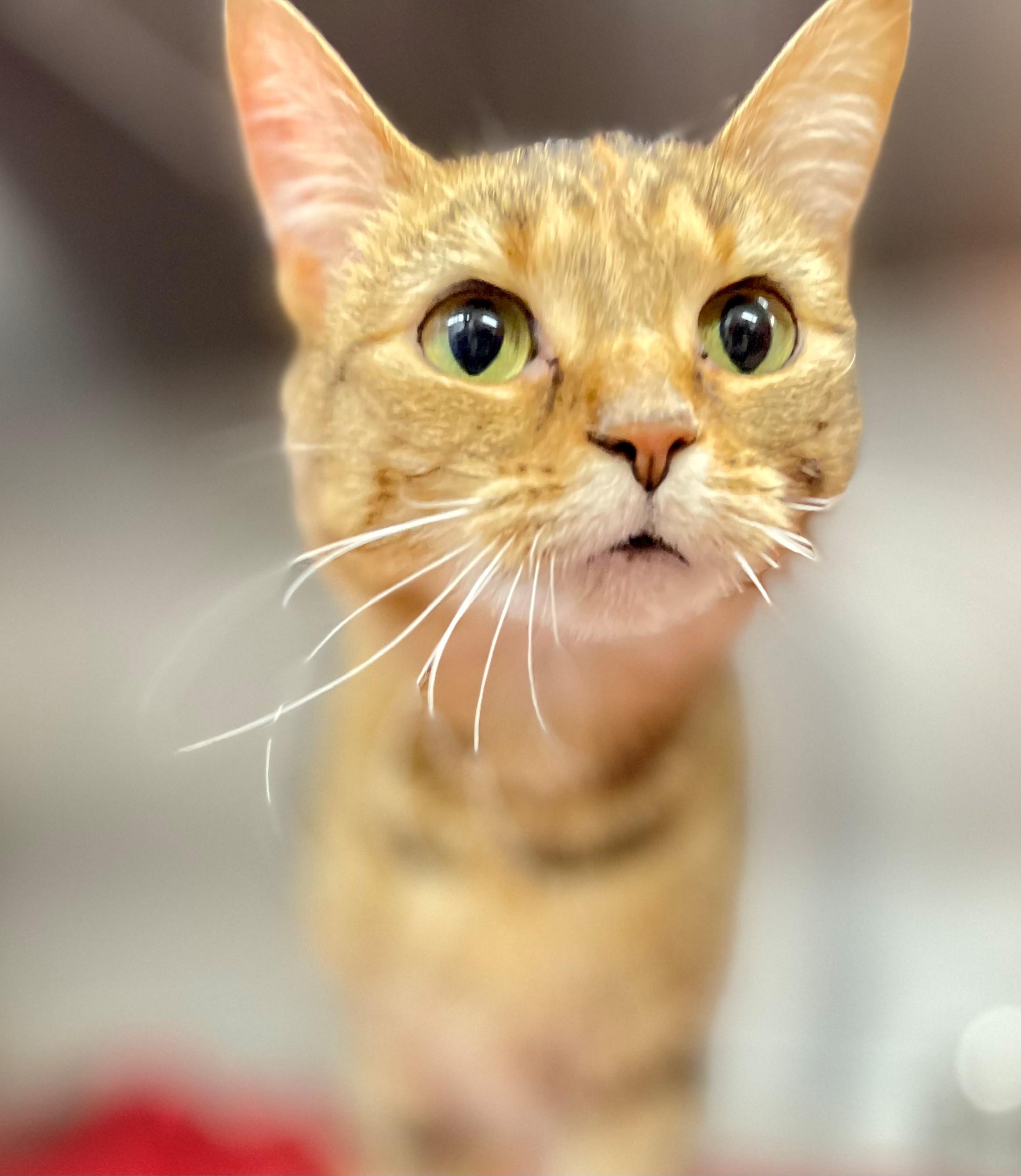 Enlarge Gelato, an adoptable Domestic Short Hair in Hamilton, ON image 3/3