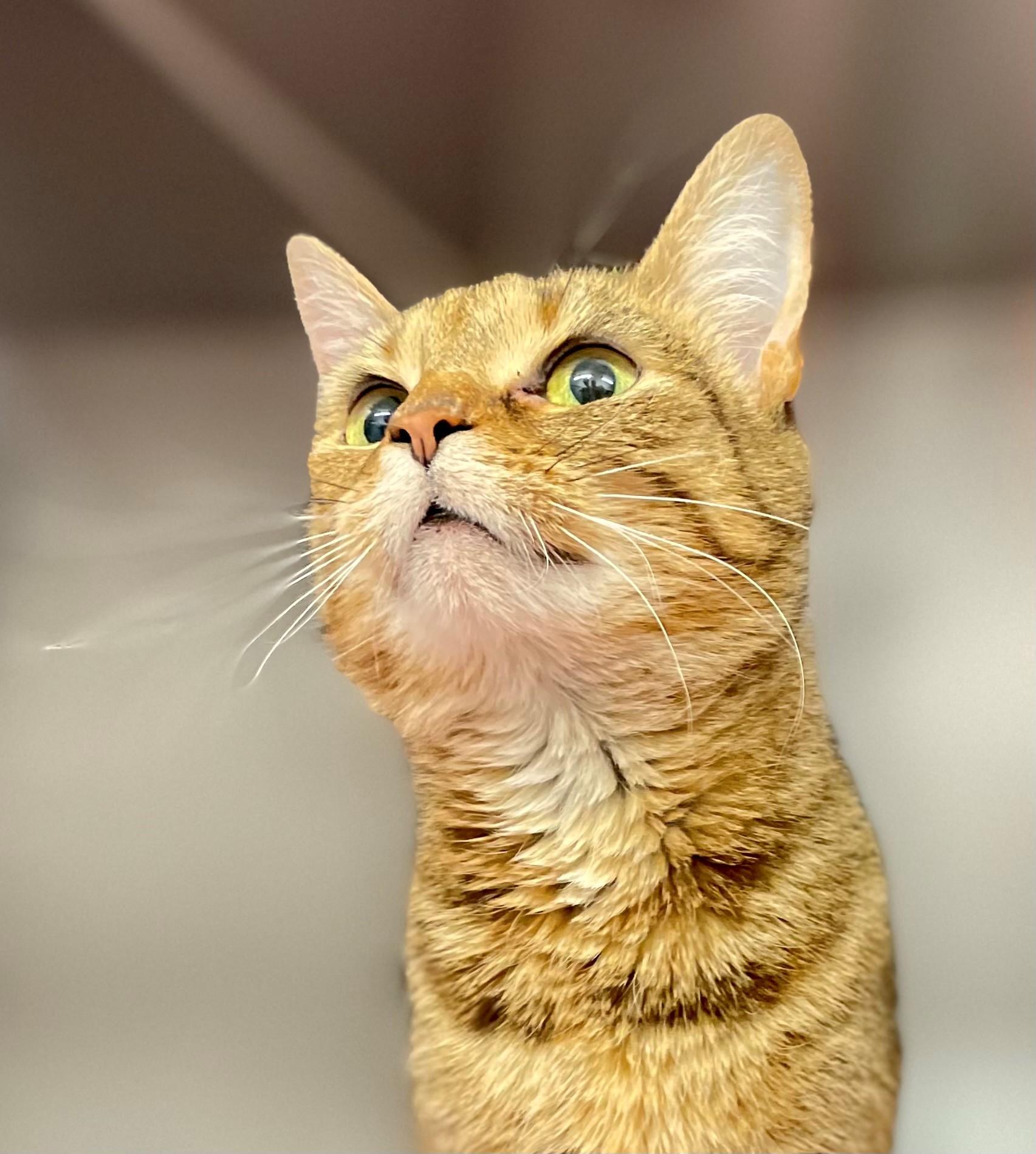 Gelato, adoptable, Adult Female Domestic Short Hair.