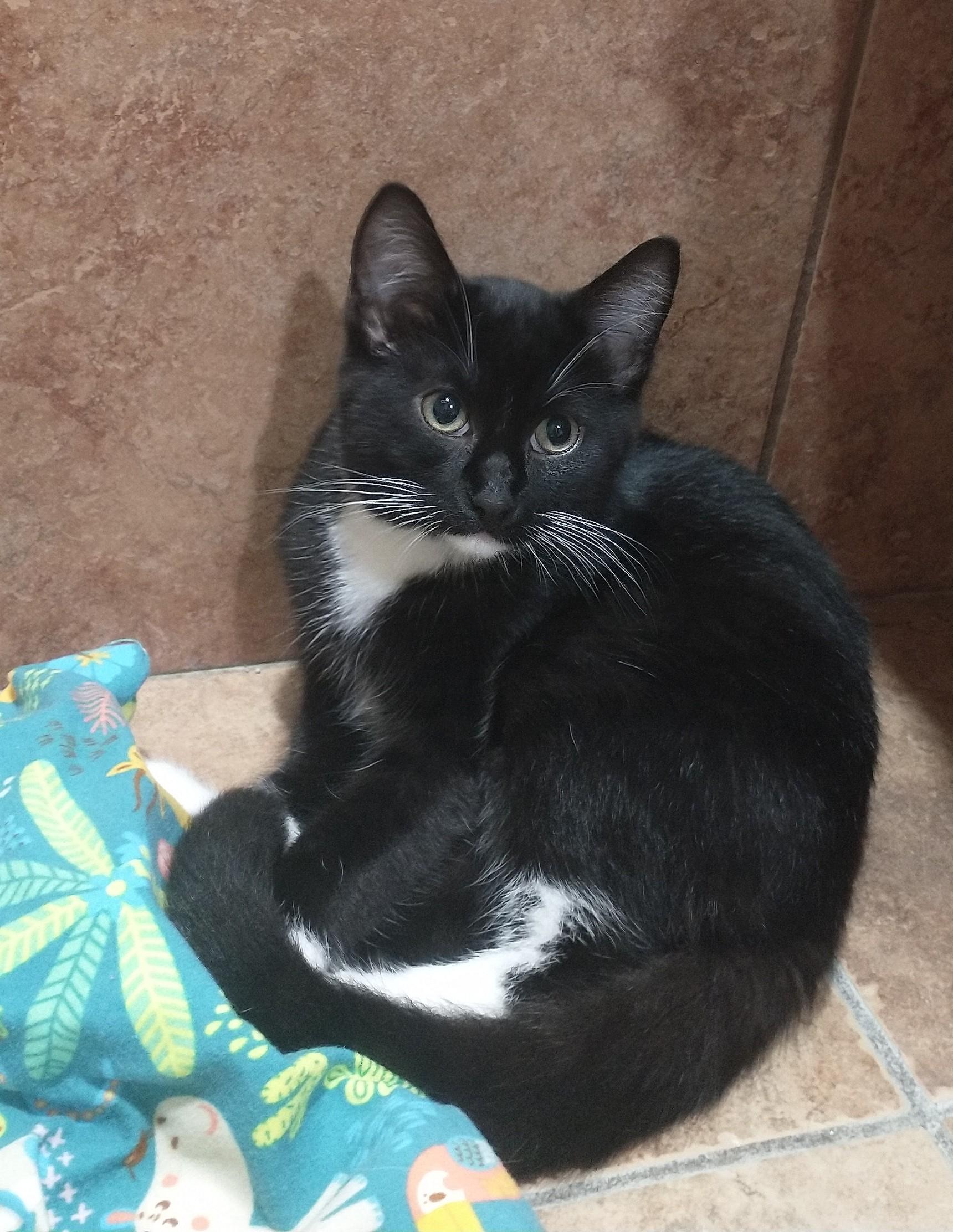 Enlarge Nichols, a ADOPTABLE Domestic Short Hair in Tomah, WI image 3/3