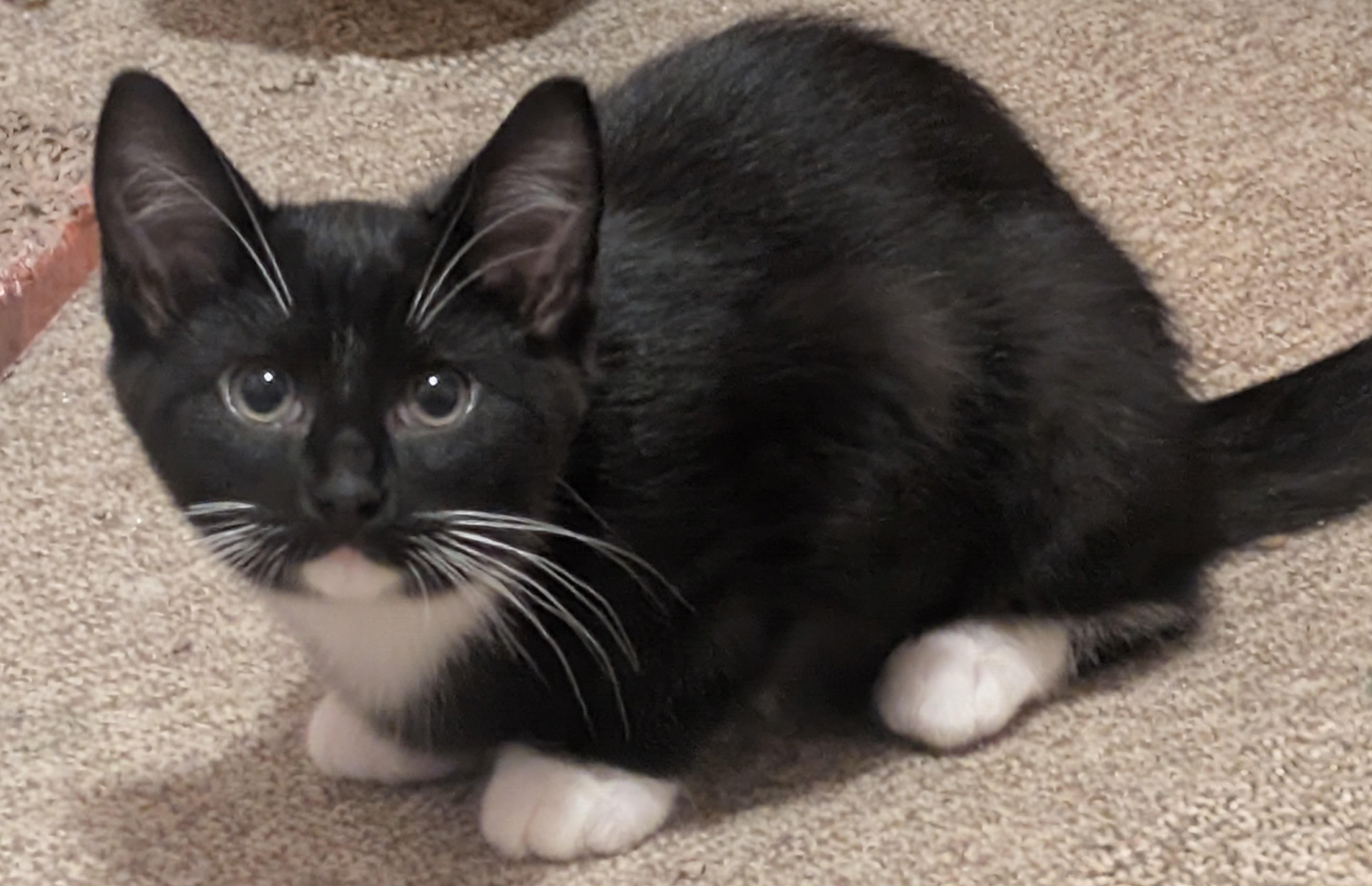 Enlarge Nichols, a ADOPTABLE Domestic Short Hair in Tomah, WI image 2/3