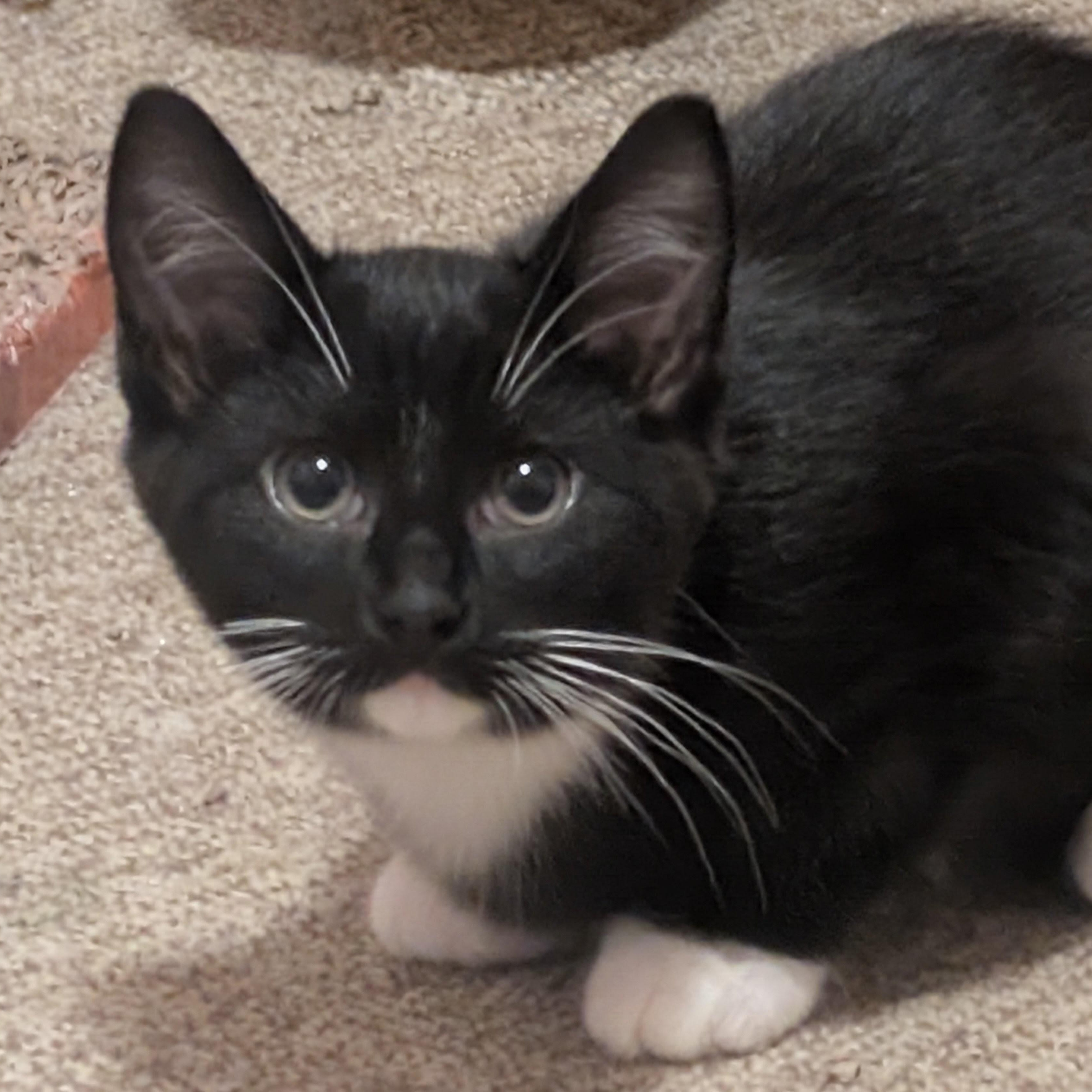 Nichols, ADOPTABLE, Kitten Male Domestic Short Hair.