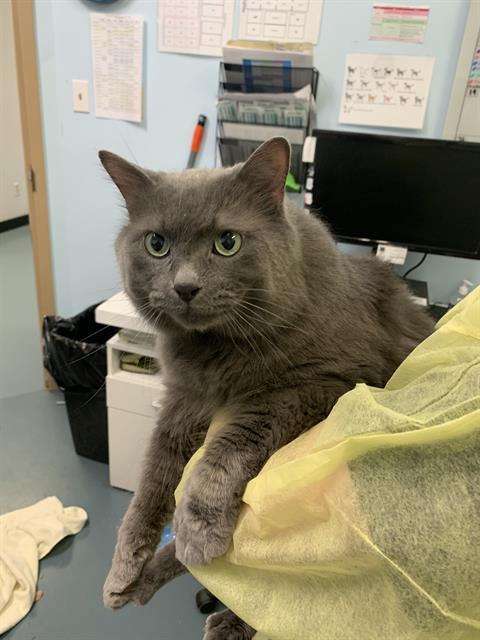 WALUIGI, Adoptable, Adult Male Domestic Medium Hair.