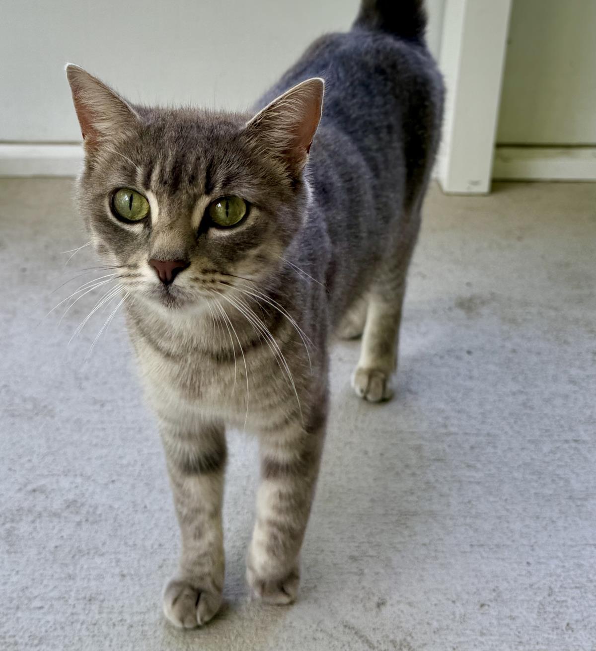 Kitty, a Adoptable mixed breed in St. Augustine, FL image 1/2