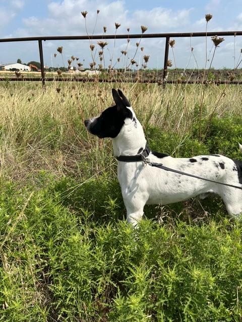 Rylie, a Adoptable mixed breed in Sunnyvale, TX image 1/3