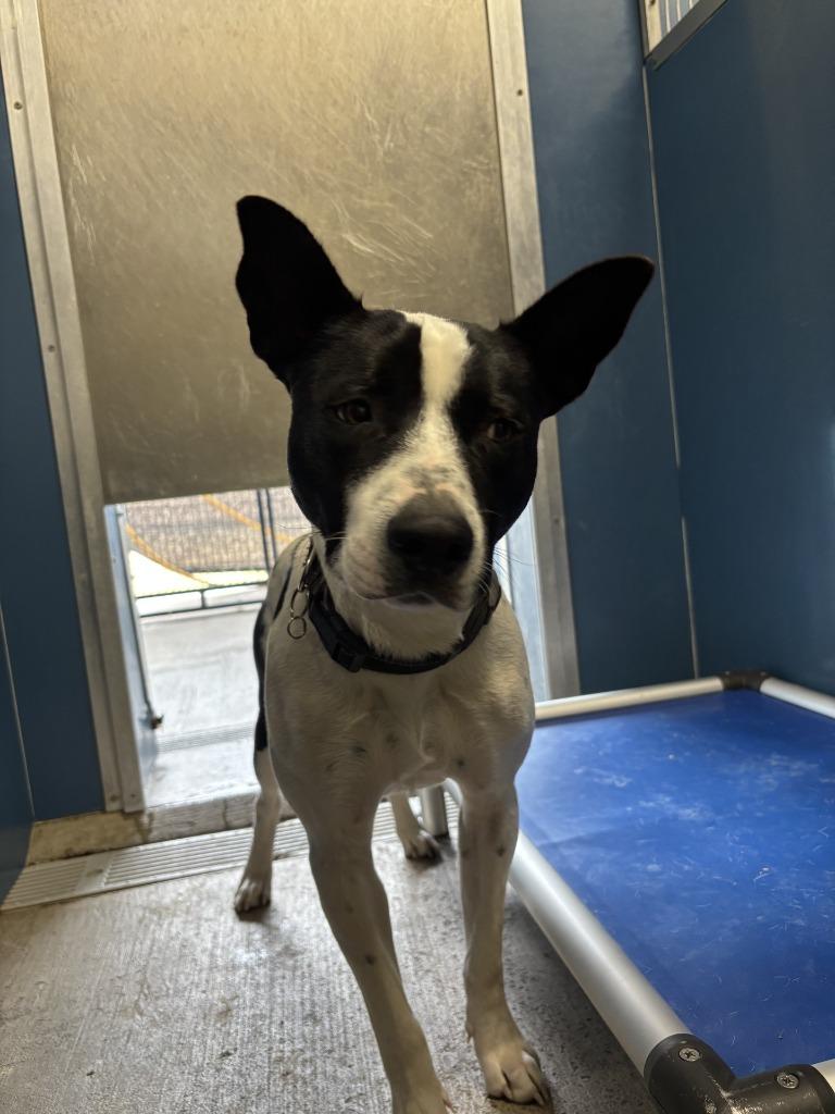 Rylie, Adoptable, Adult Male Mixed Breed.