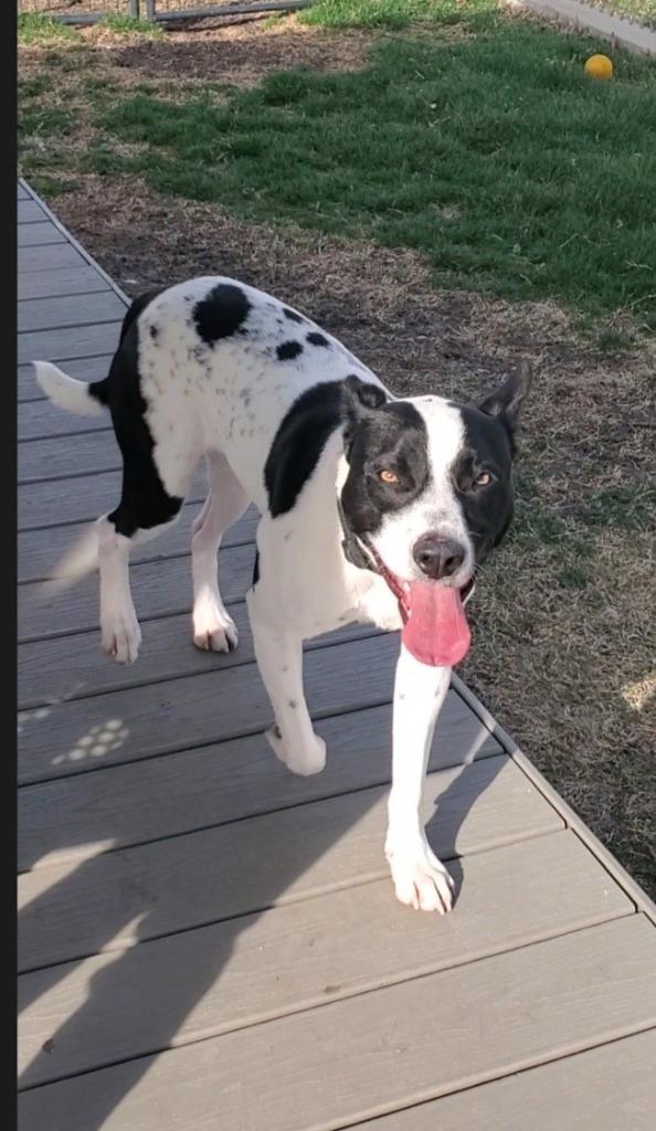 Rylie, Adoptable, Young Male Mixed Breed.