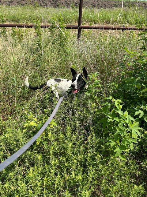 Rylie, a Adoptable mixed breed in Sunnyvale, TX image 3/3