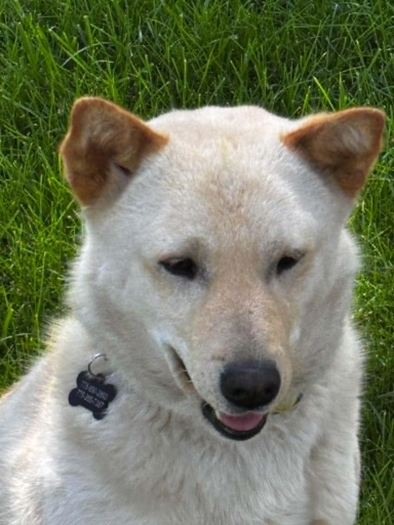 Aspen, a ADOPTABLE Jindo in Gardnerville, NV image 5/5