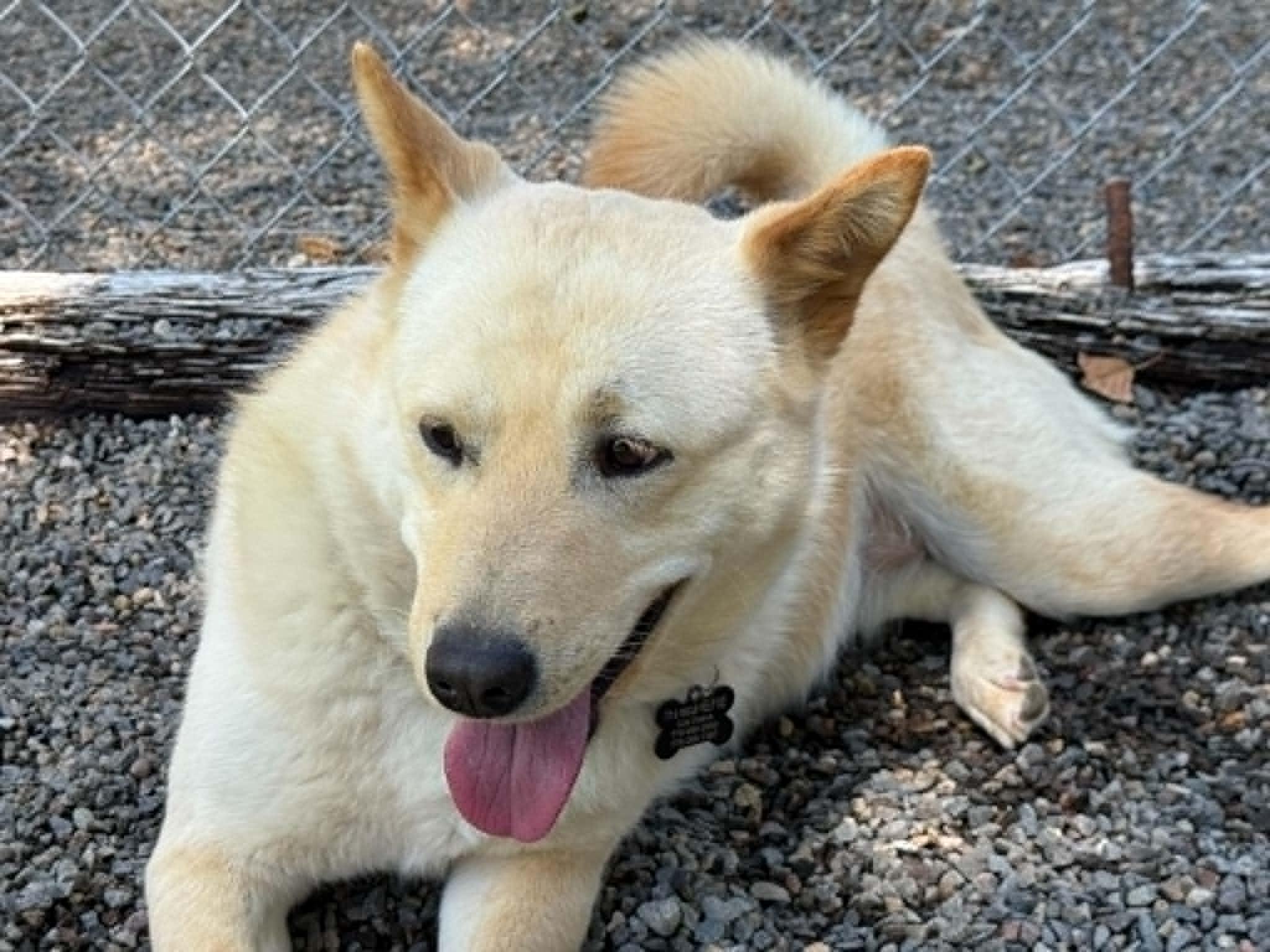 Aspen, a ADOPTABLE Jindo in Gardnerville, NV image 4/6