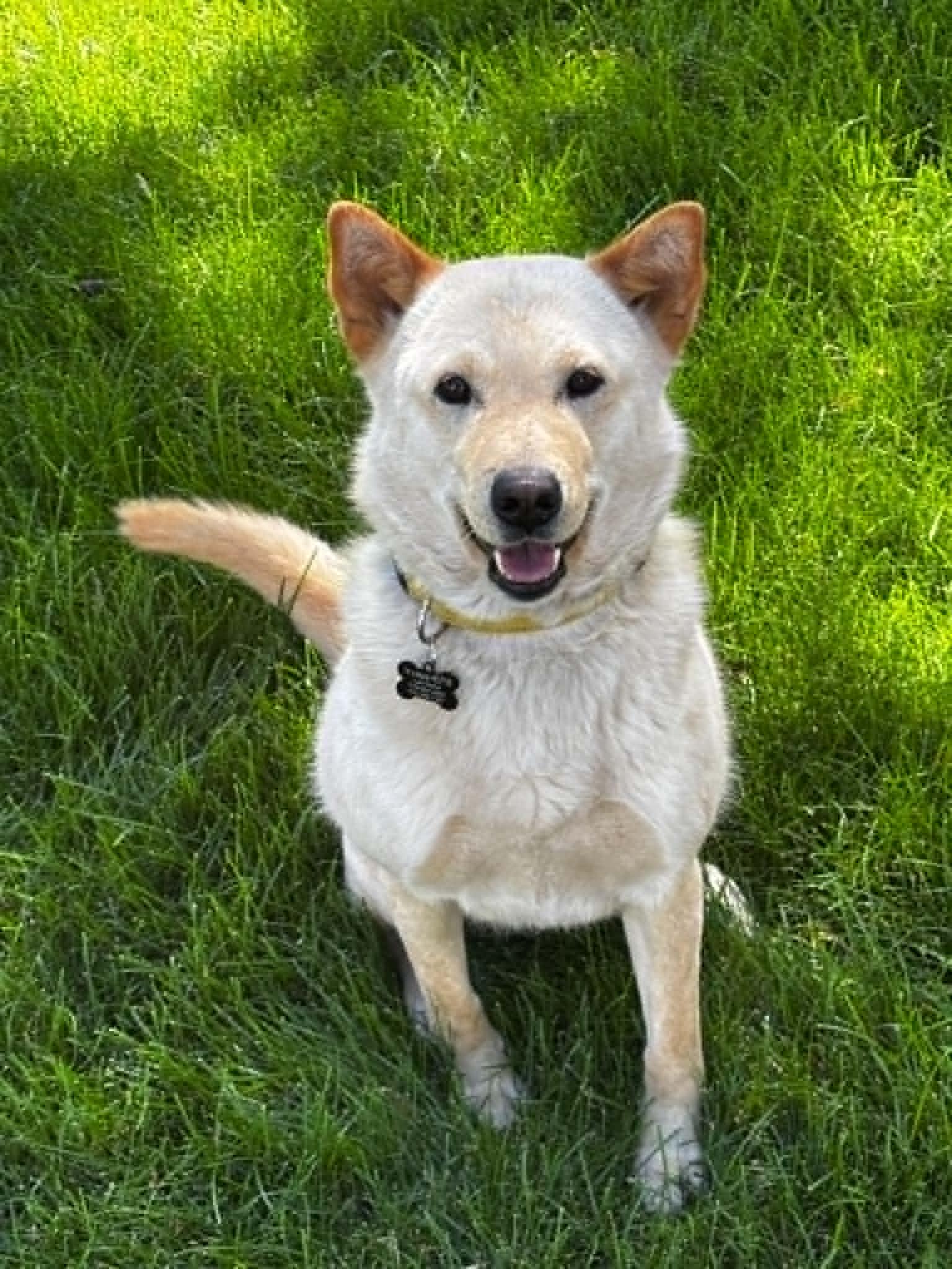 Aspen, ADOPTABLE, Young Female Jindo.