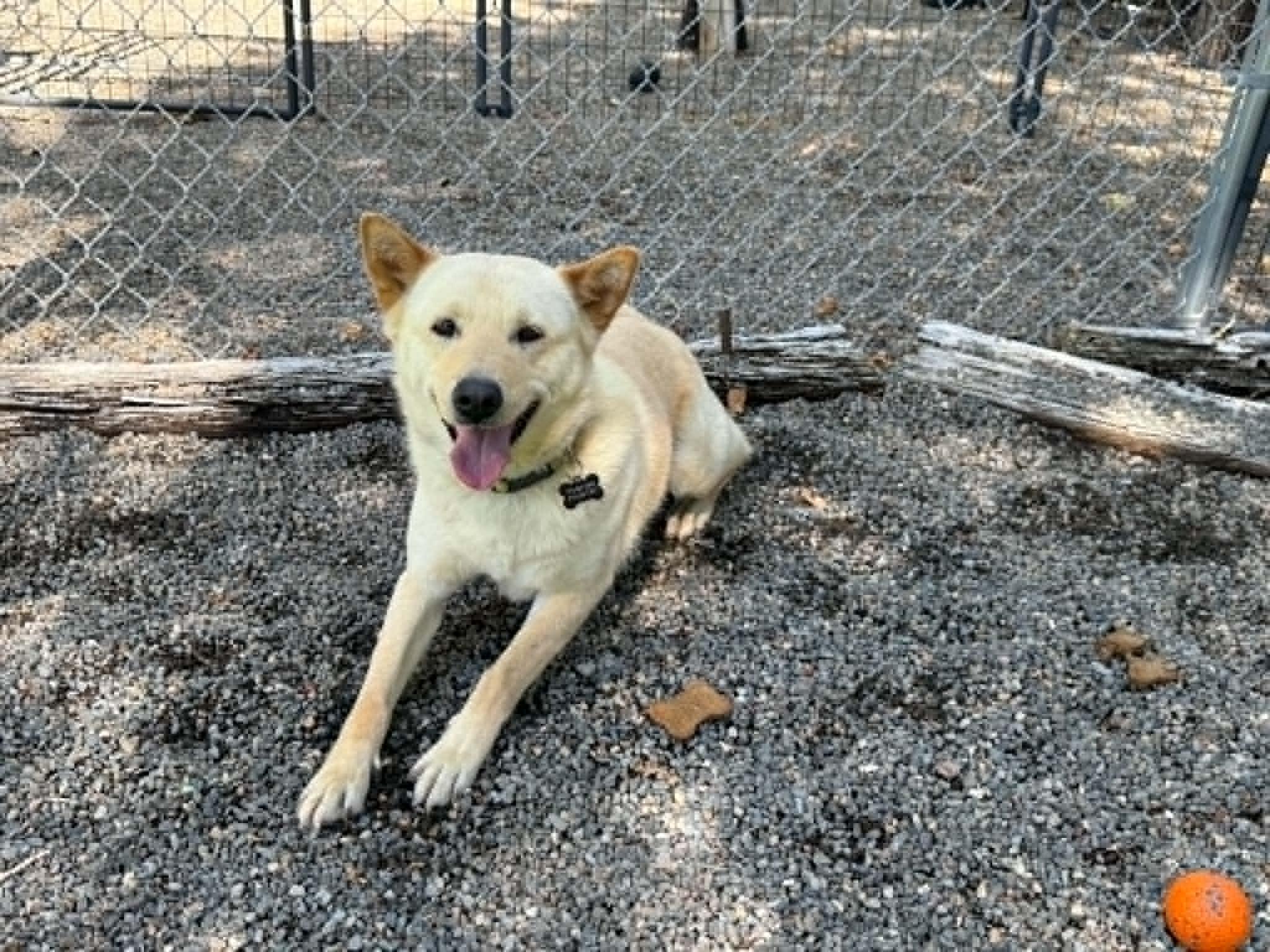 Aspen, a ADOPTABLE Jindo in Gardnerville, NV image 6/6
