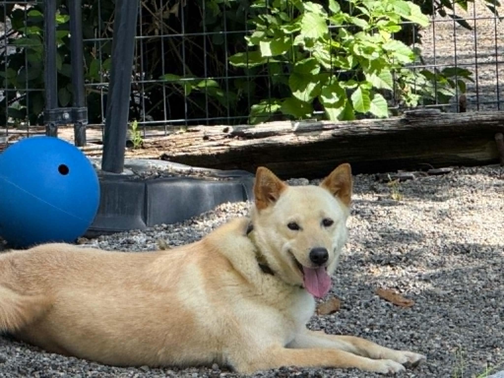 Aspen, a ADOPTABLE Jindo in Gardnerville, NV image 5/6