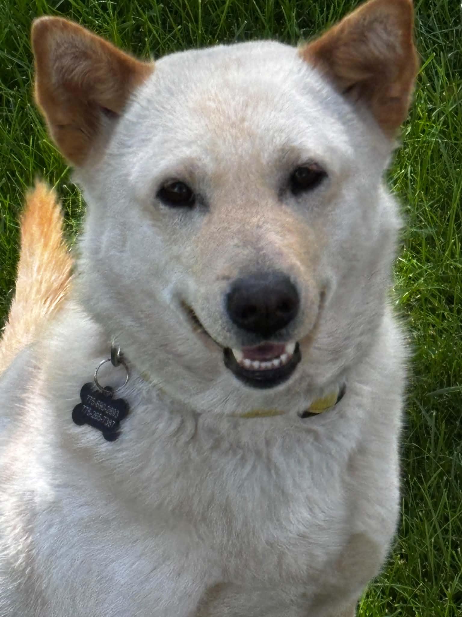 Aspen, ADOPTABLE, Young Female Jindo.