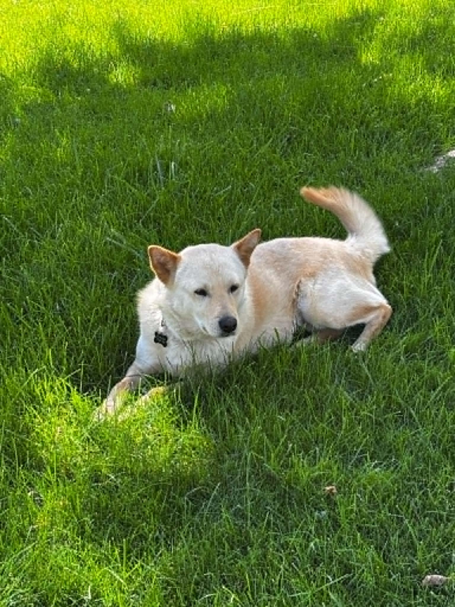 Aspen, a ADOPTABLE Jindo in Gardnerville, NV image 3/5