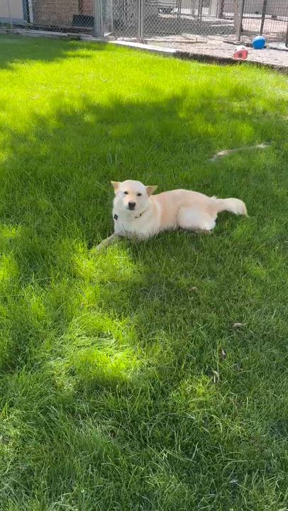 Enlarge Aspen, a ADOPTABLE Jindo in Gardnerville, NV video 2/5