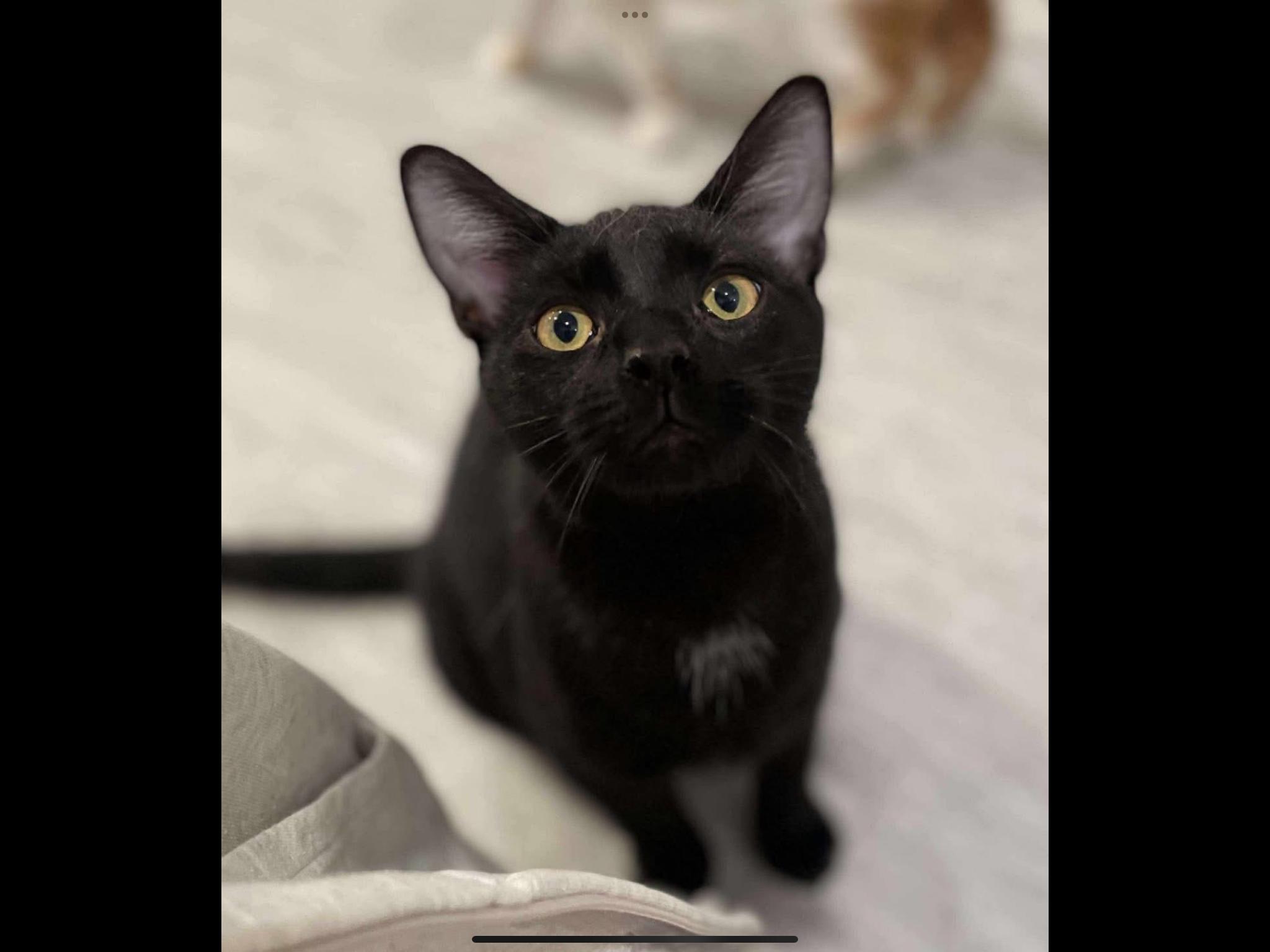 Sills, a Adopted Domestic Short Hair in Dover, TN image 2/2