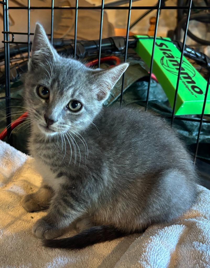 Enlarge Oppenheimer, a Adoptable Domestic Short Hair in Cloquet, MN image 1/4