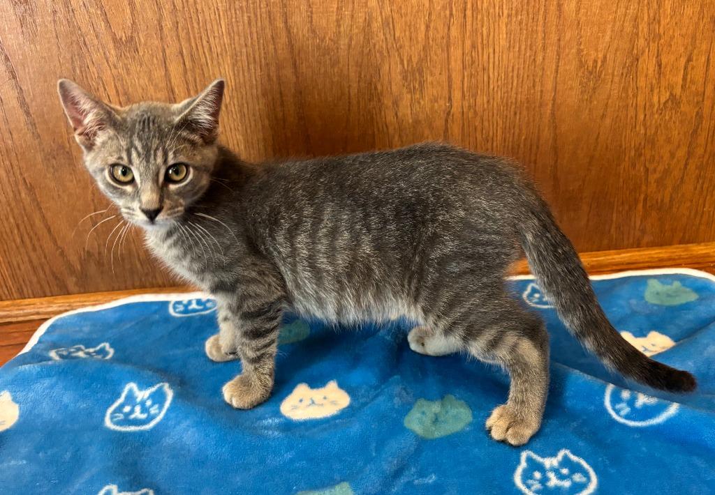 Enlarge Oppenheimer, a Adoptable Domestic Short Hair in Cloquet, MN image 2/4
