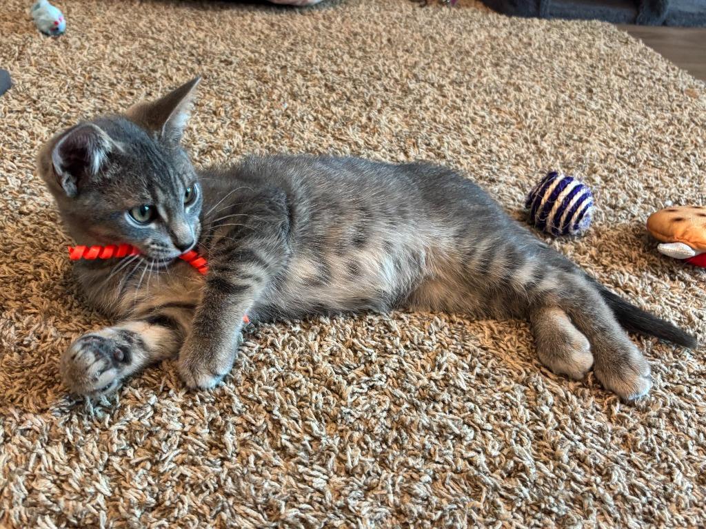 Enlarge Oppenheimer, a Adoptable Domestic Short Hair in Cloquet, MN image 3/4