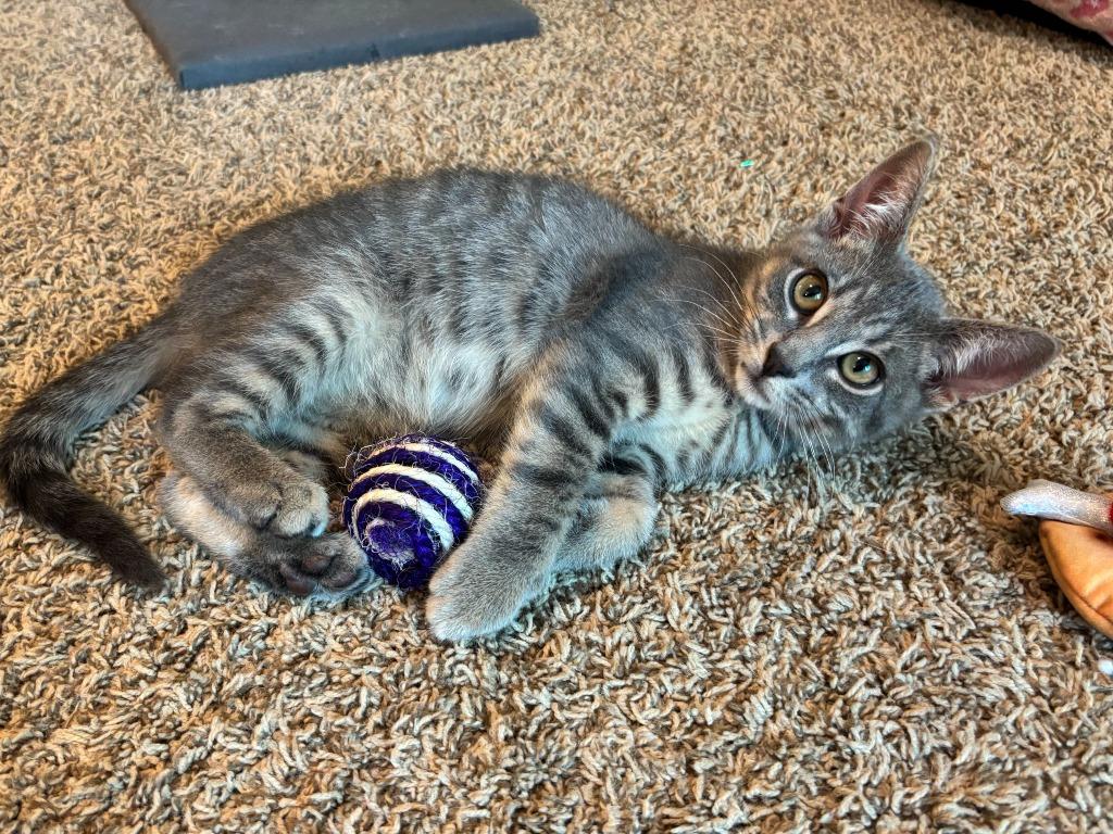 Enlarge Oppenheimer, a Adoptable Domestic Short Hair in Cloquet, MN image 4/4