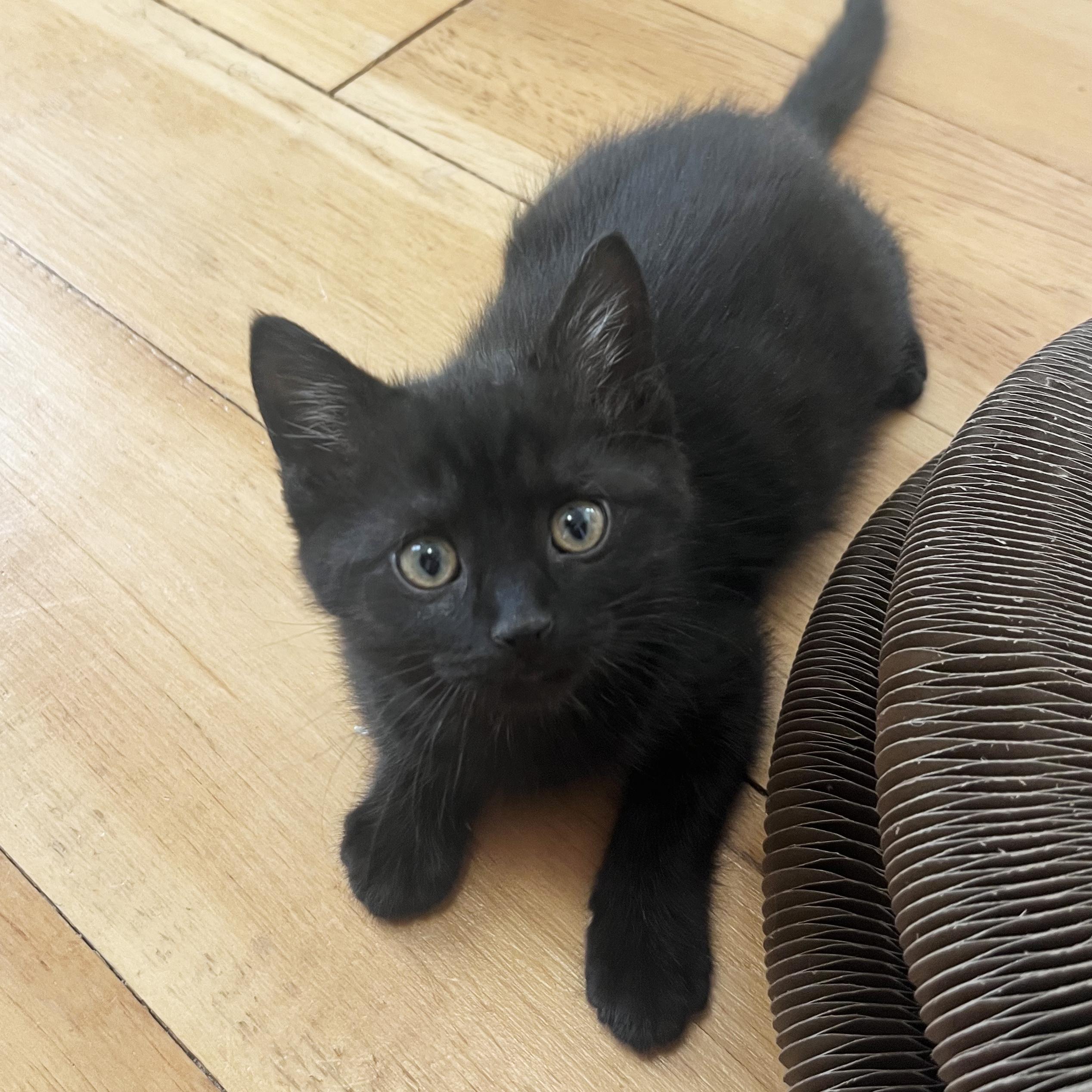 Enlarge Sparkle, a Adoptable American Shorthair in Grinnell, IA image 4/4