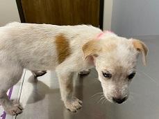 Enlarge Lexi, an adopted mixed breed in Dripping Springs, TX image 4/4