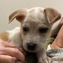 Lexi, adopted, Puppy Female Terrier & Australian Cattle Dog / Blue Heeler.