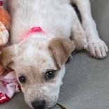 Enlarge Lexi, an adopted mixed breed in Dripping Springs, TX image 3/4