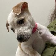 Enlarge Lexi, an adopted mixed breed in Dripping Springs, TX image 2/4