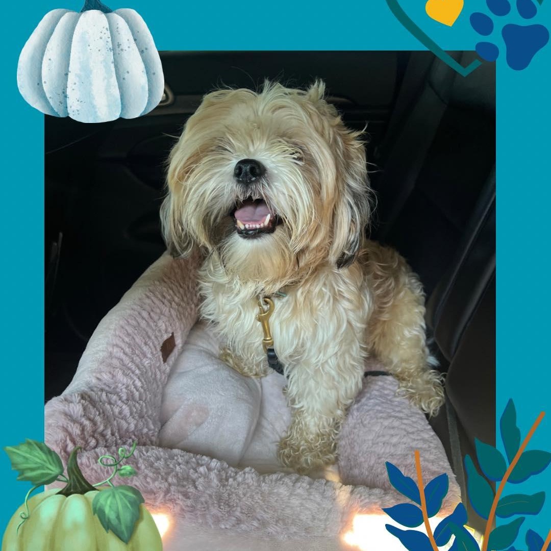 Enlarge Harley, a Adopted mixed breed in Fort Mill, SC image 2/5