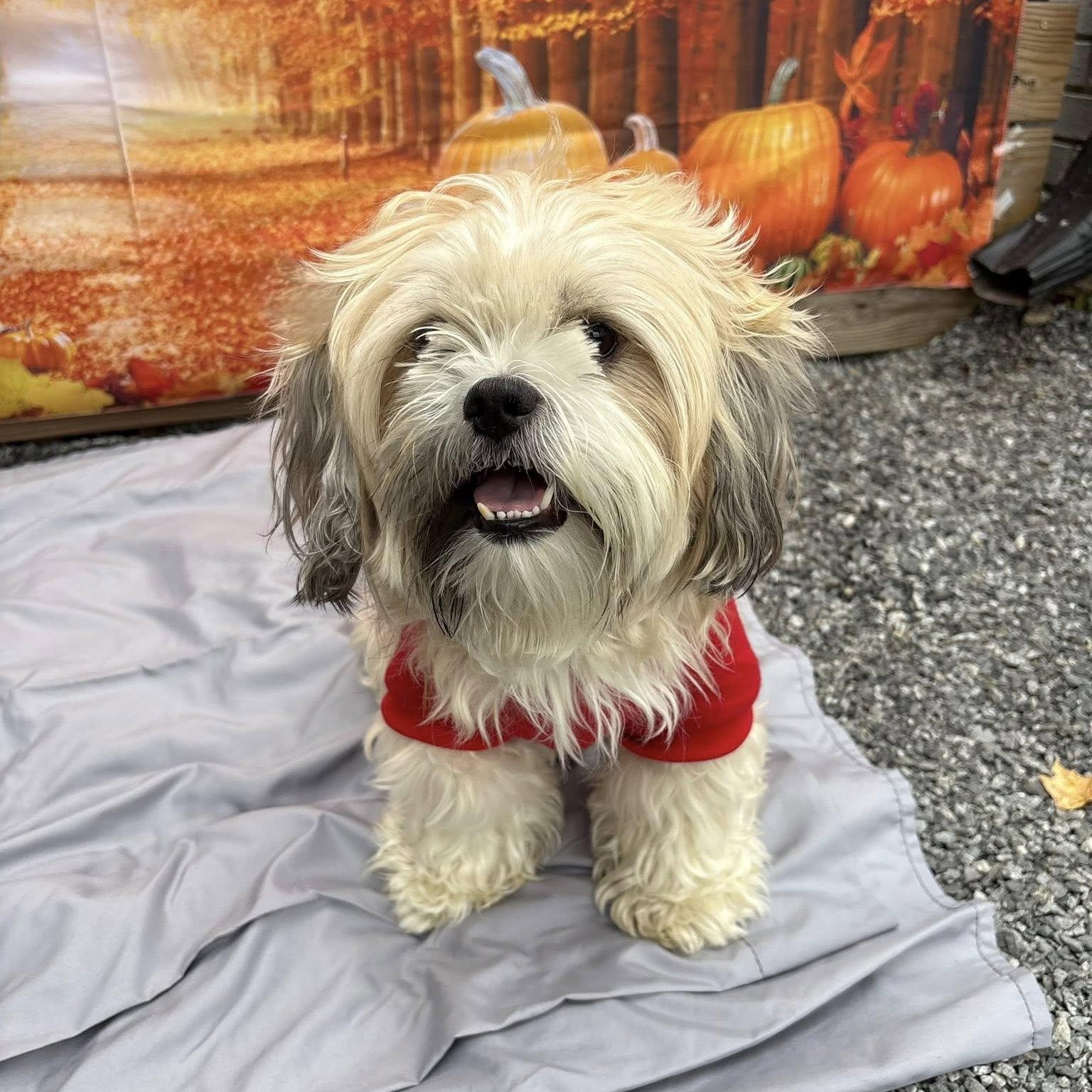 Enlarge Harley, a Adopted mixed breed in Fort Mill, SC image 1/5