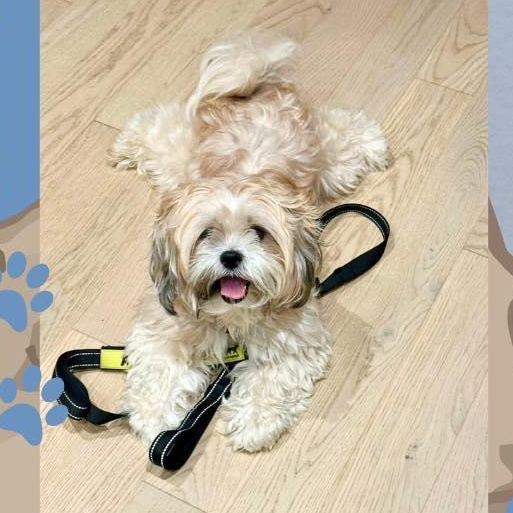 Enlarge Harley, a Adopted mixed breed in Fort Mill, SC image 5/5