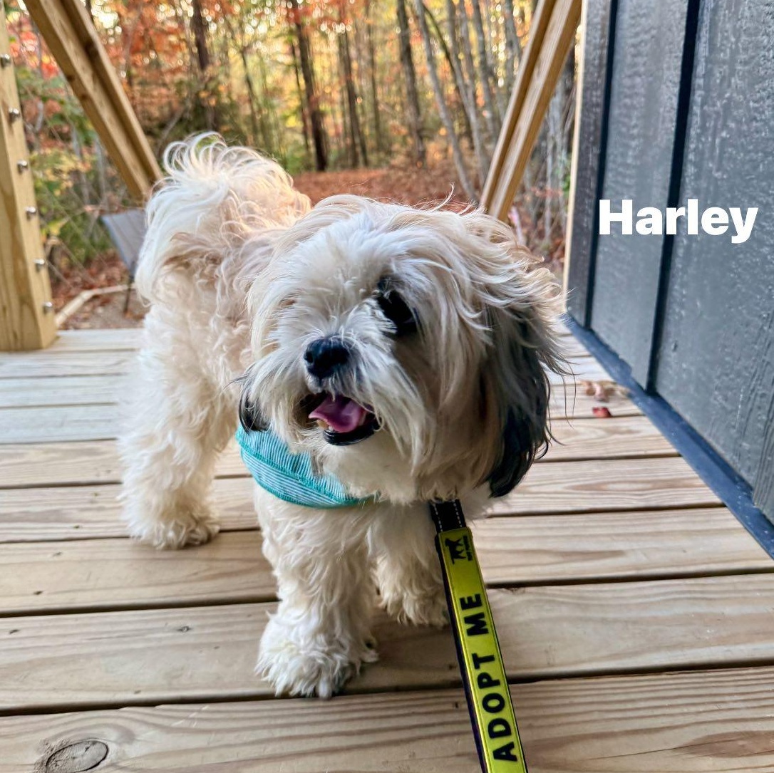 Enlarge Harley, a Adopted mixed breed in Fort Mill, SC image 4/5