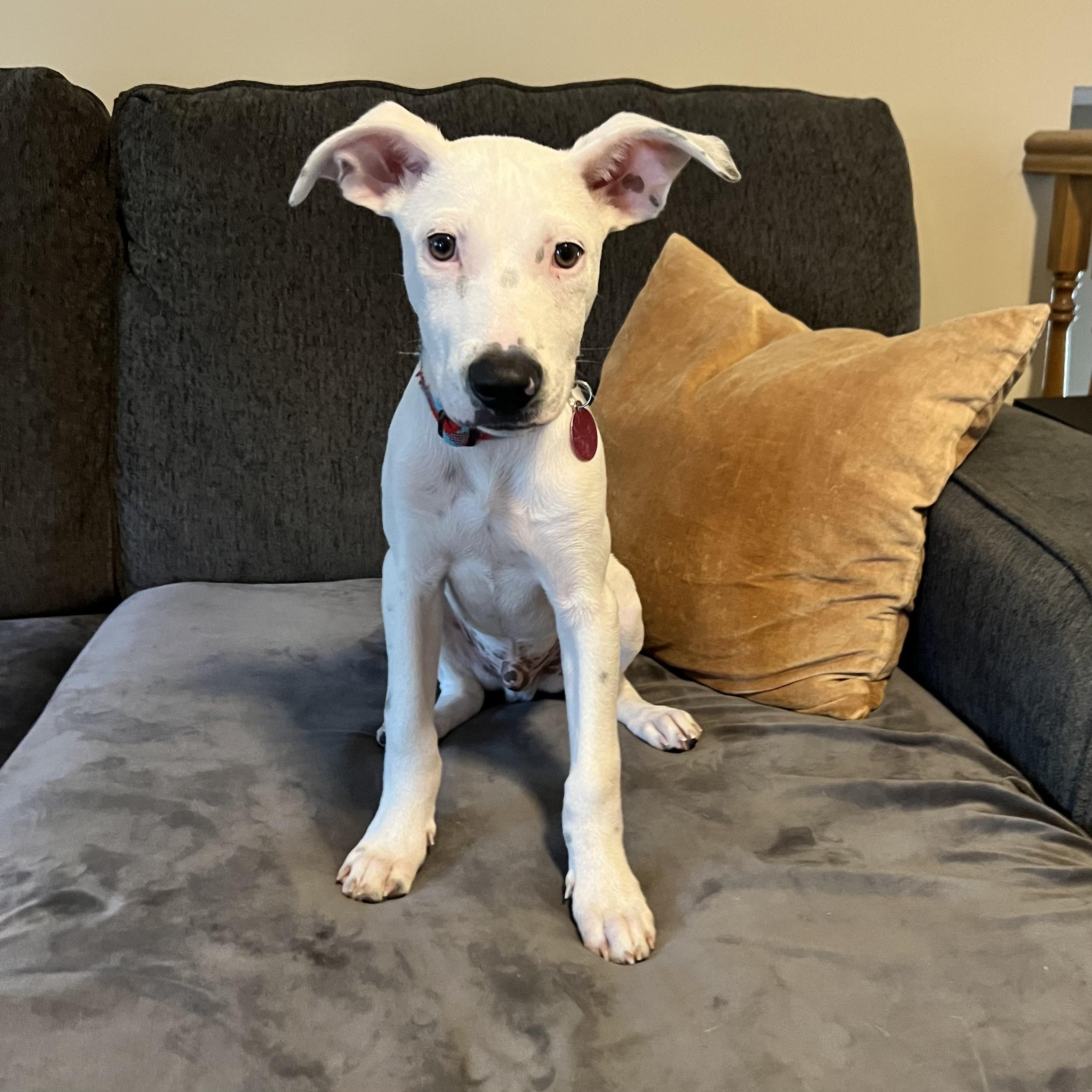 Jagger, a Adoptable mixed breed in Prior Lake, MN image 4/6