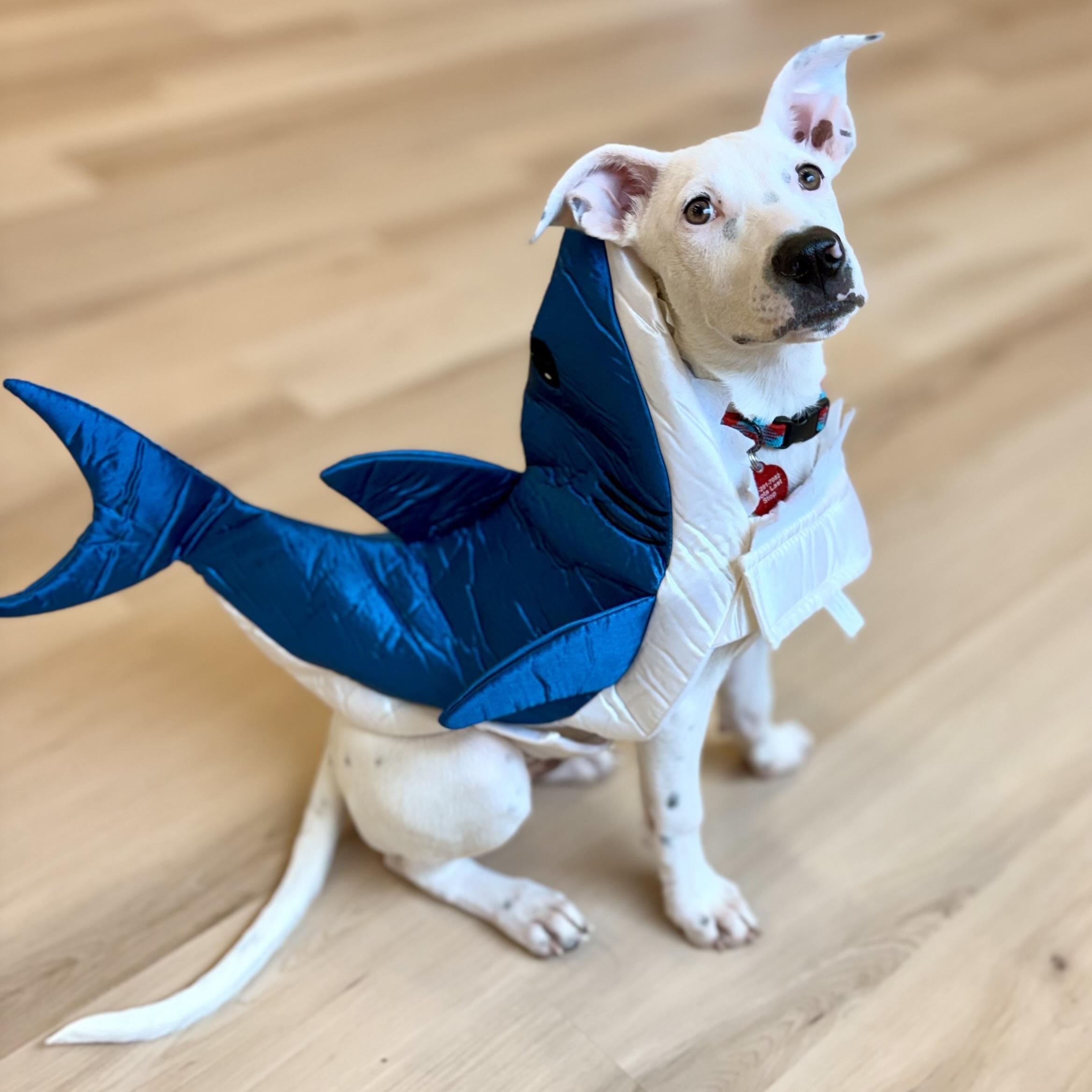 Jagger, a Adoptable mixed breed in Prior Lake, MN image 3/6