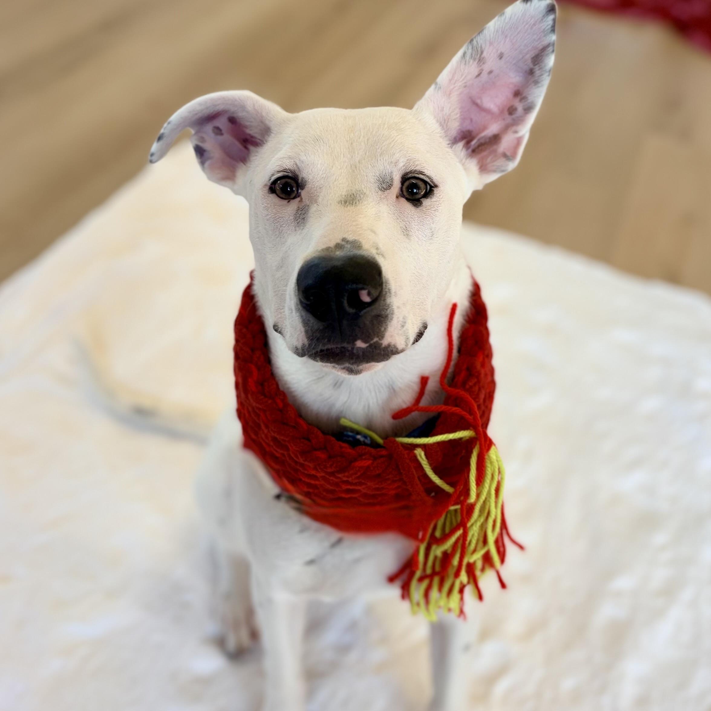 Enlarge Jagger, an adopted mixed breed in Prior Lake, MN image 3/6