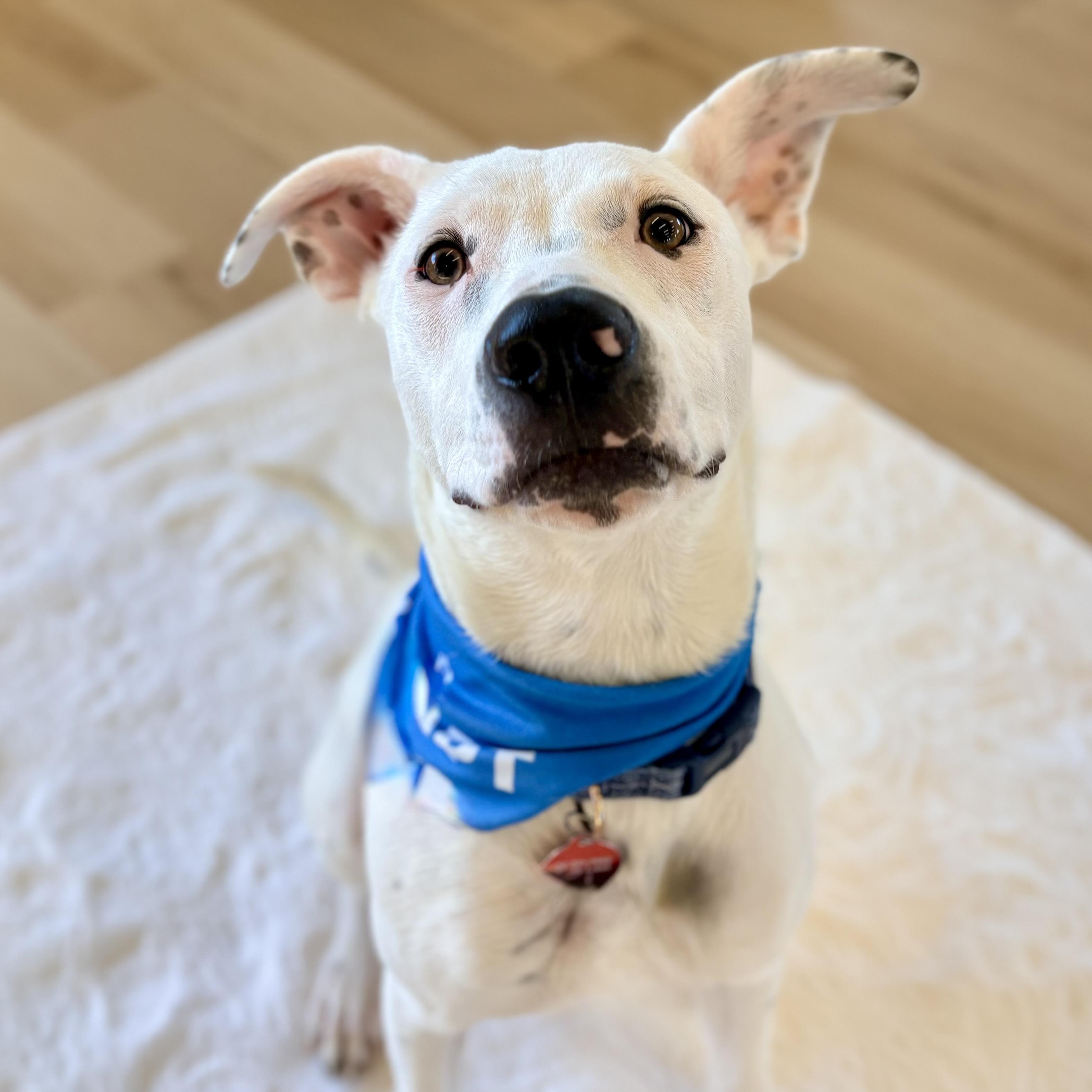 Enlarge Jagger, an adopted mixed breed in Prior Lake, MN image 1/6