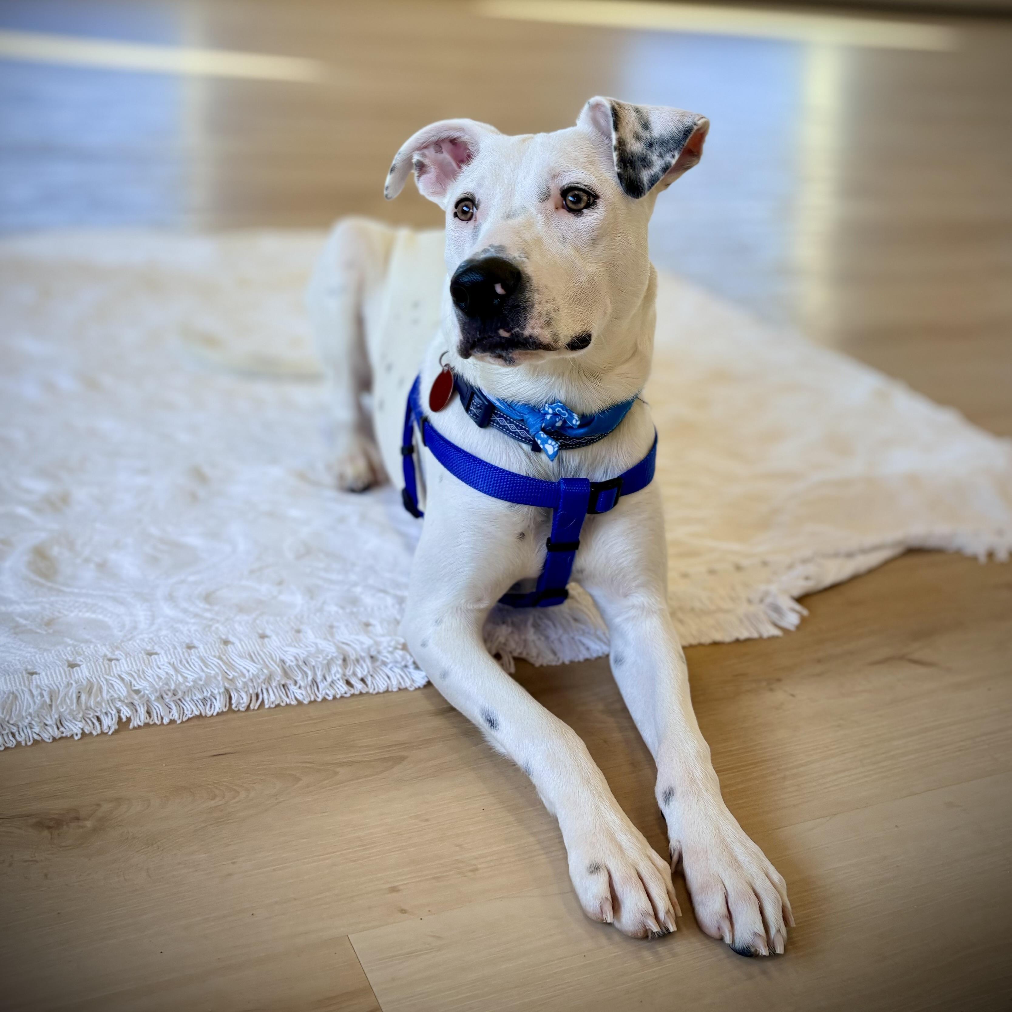 Enlarge Jagger, an adopted mixed breed in Prior Lake, MN image 5/6