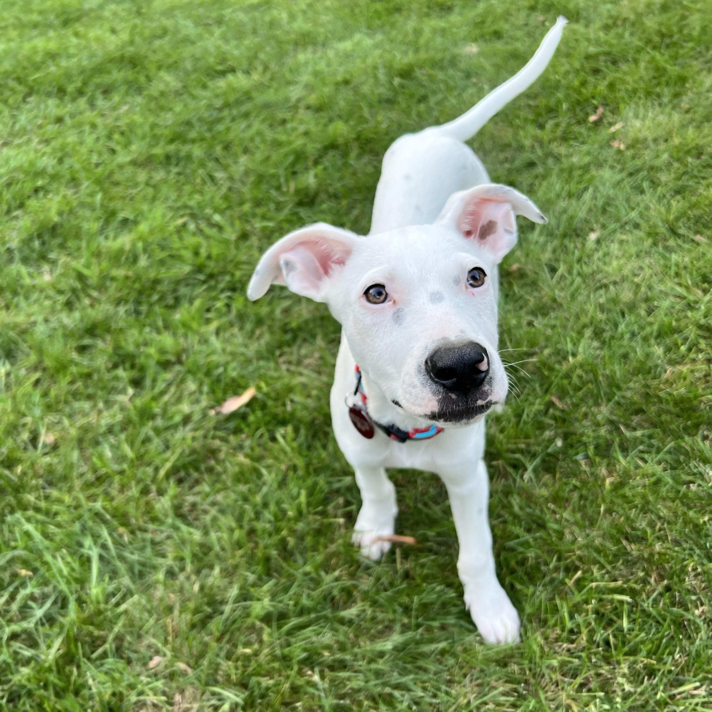 Jagger, a Adoptable mixed breed in Prior Lake, MN image 2/6