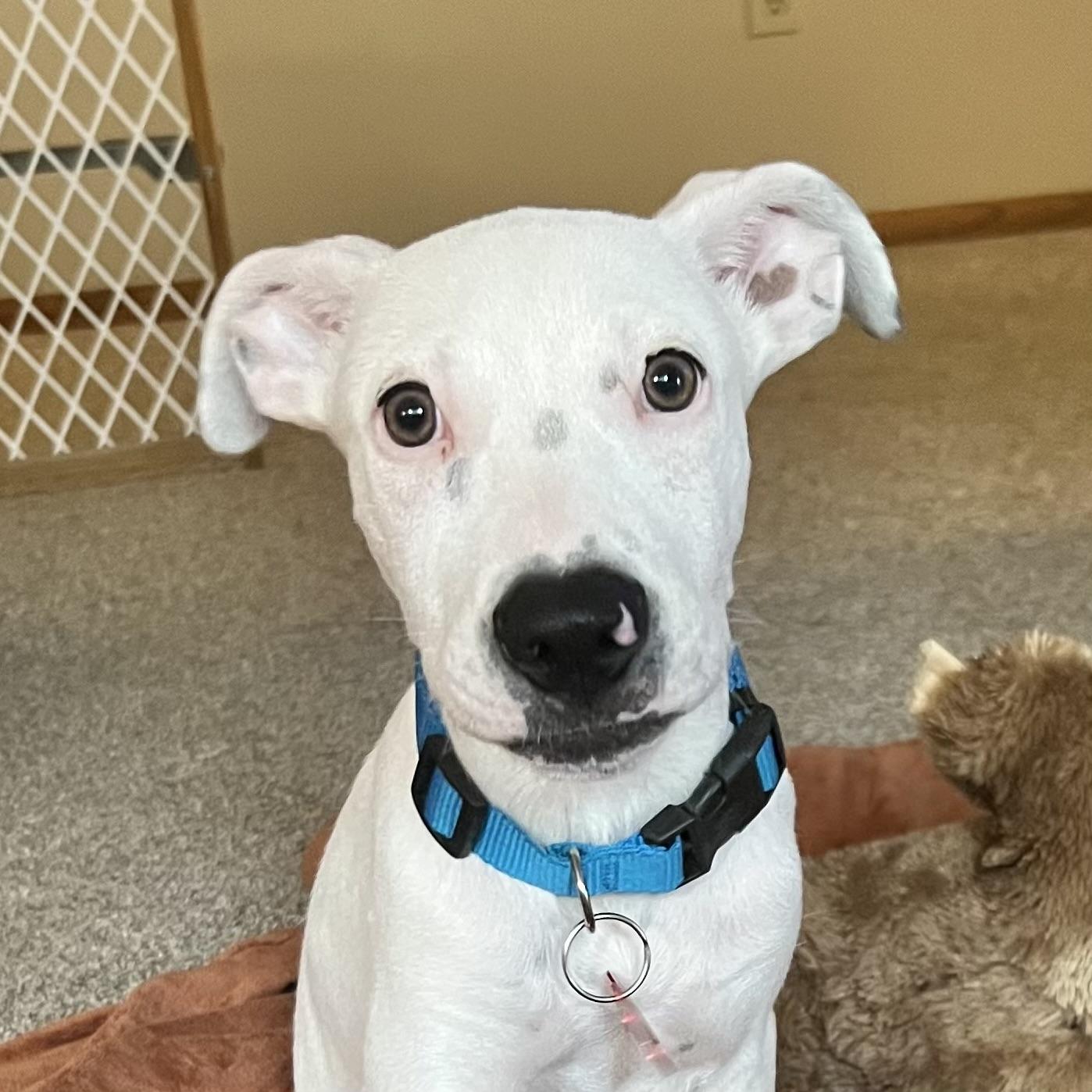 Jagger, a Adoptable mixed breed in Prior Lake, MN image 1/6