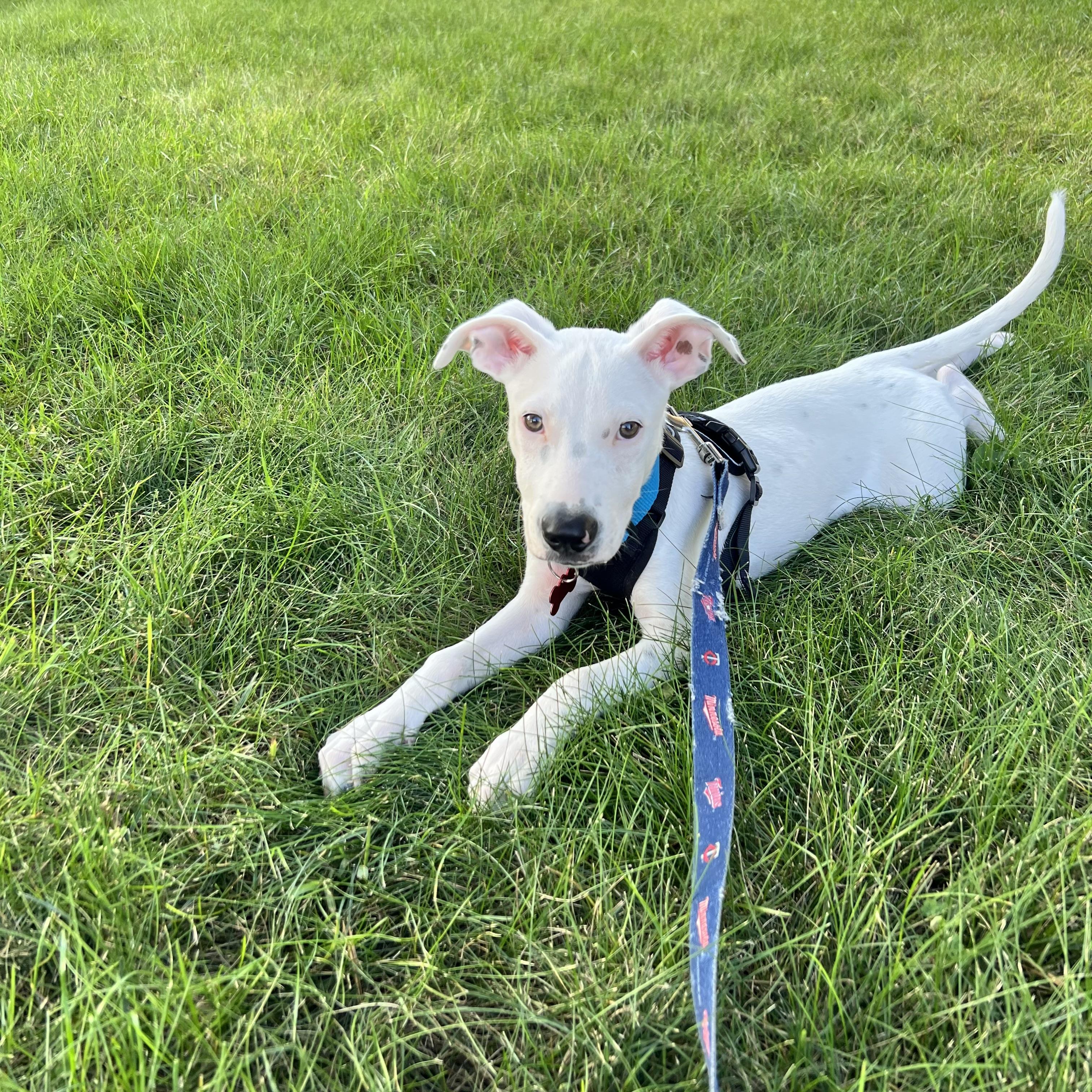 Jagger, a Adoptable mixed breed in Prior Lake, MN image 5/6
