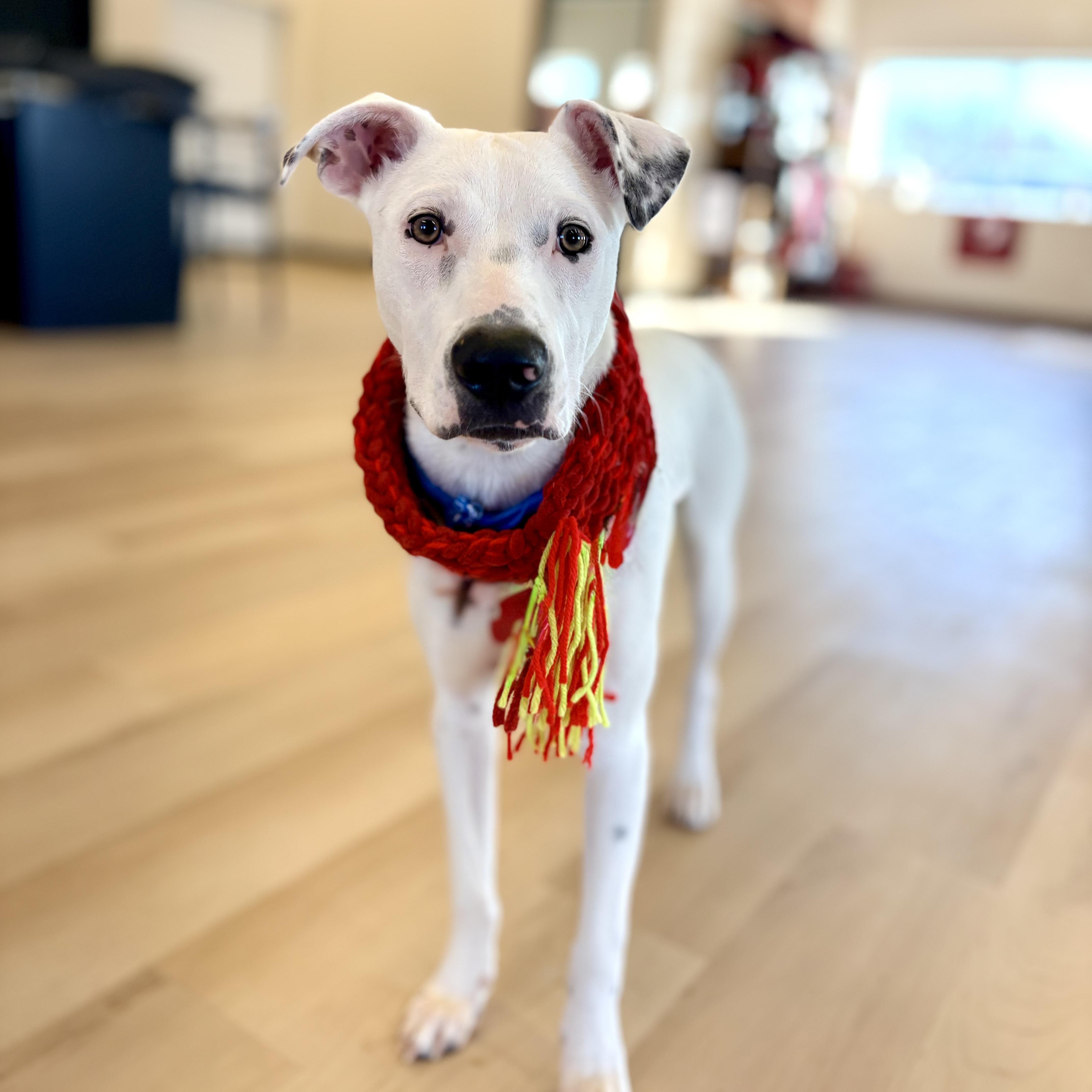 Enlarge Jagger, an adopted mixed breed in Prior Lake, MN image 4/6