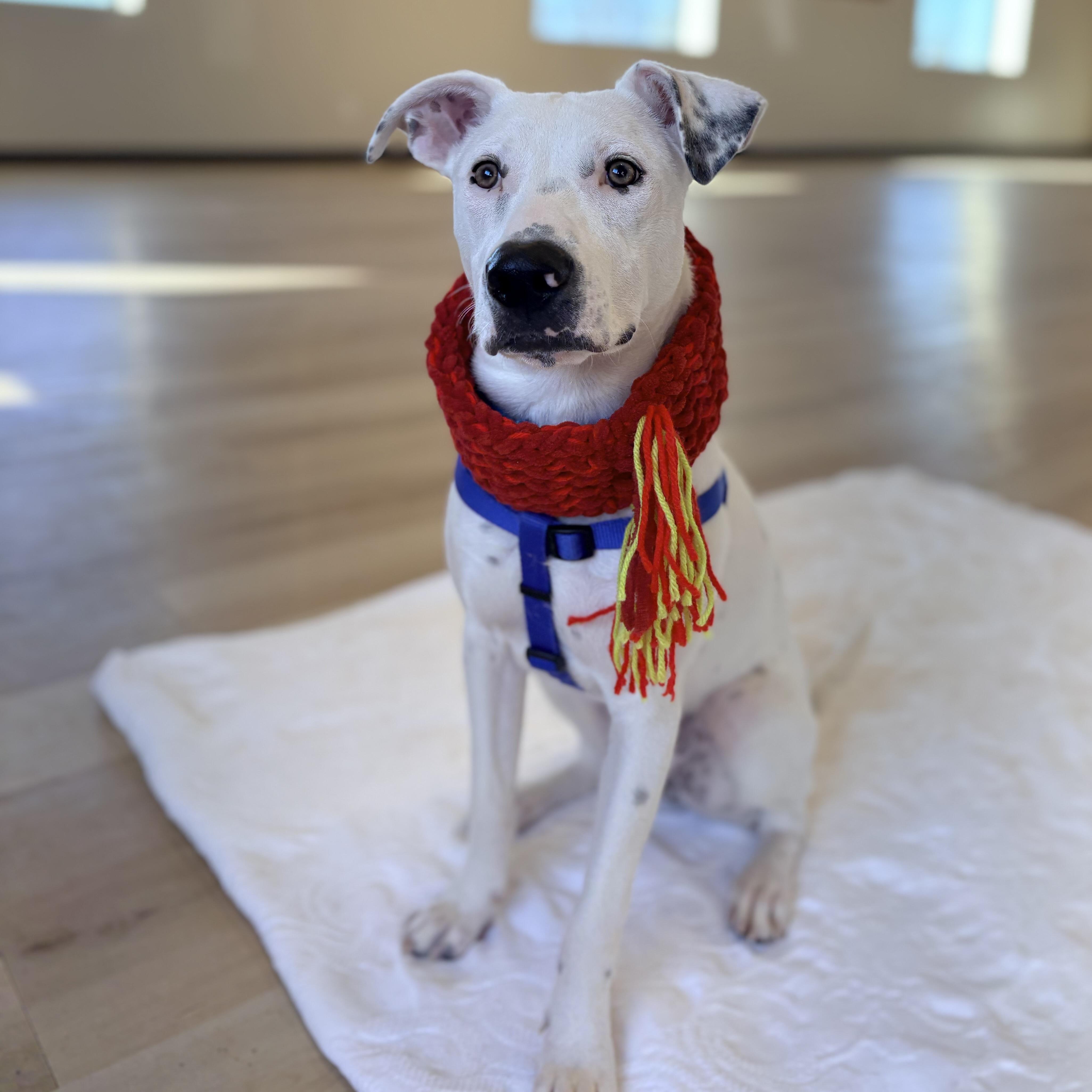 Enlarge Jagger, an adopted mixed breed in Prior Lake, MN image 2/6