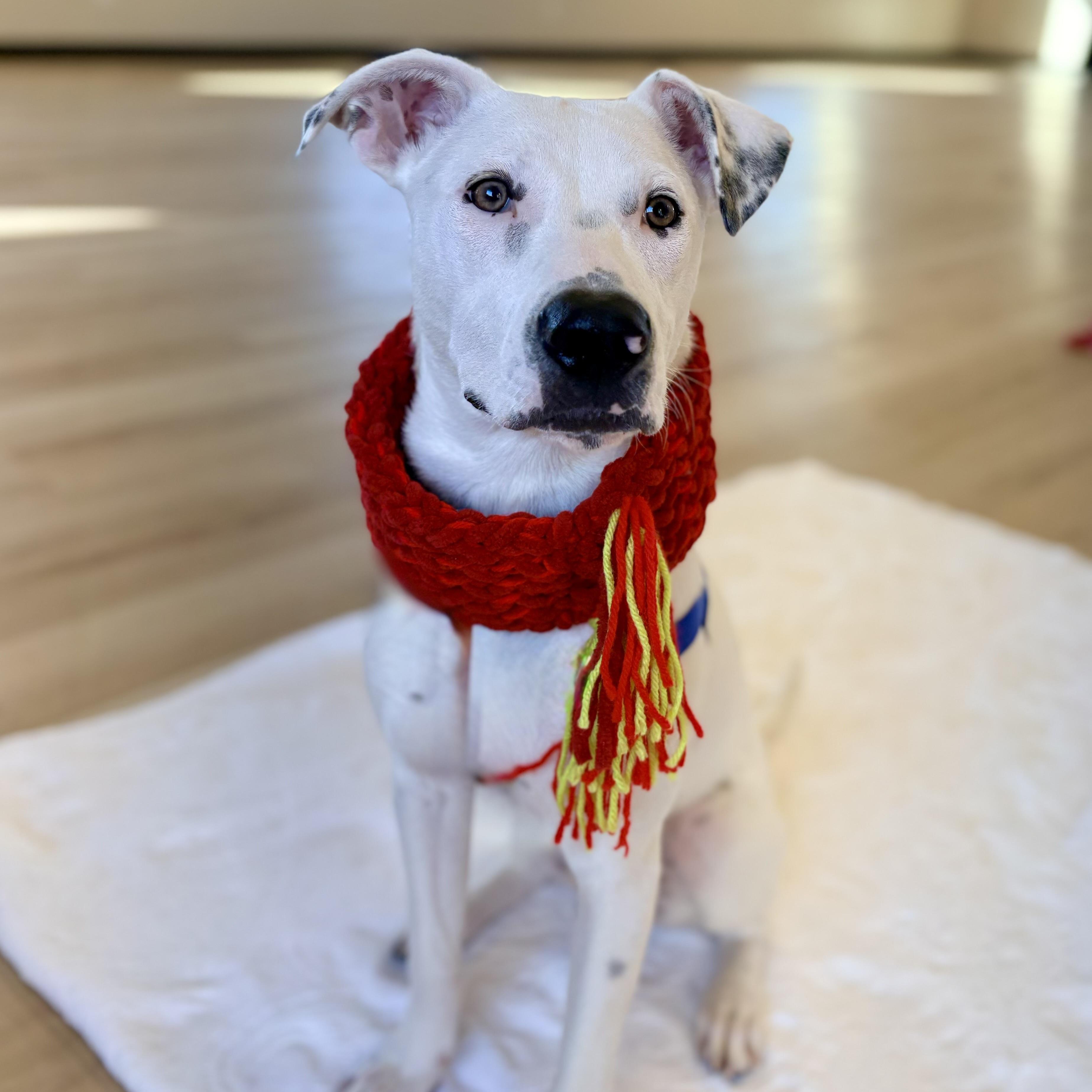 Enlarge Jagger, an adopted mixed breed in Prior Lake, MN image 6/6