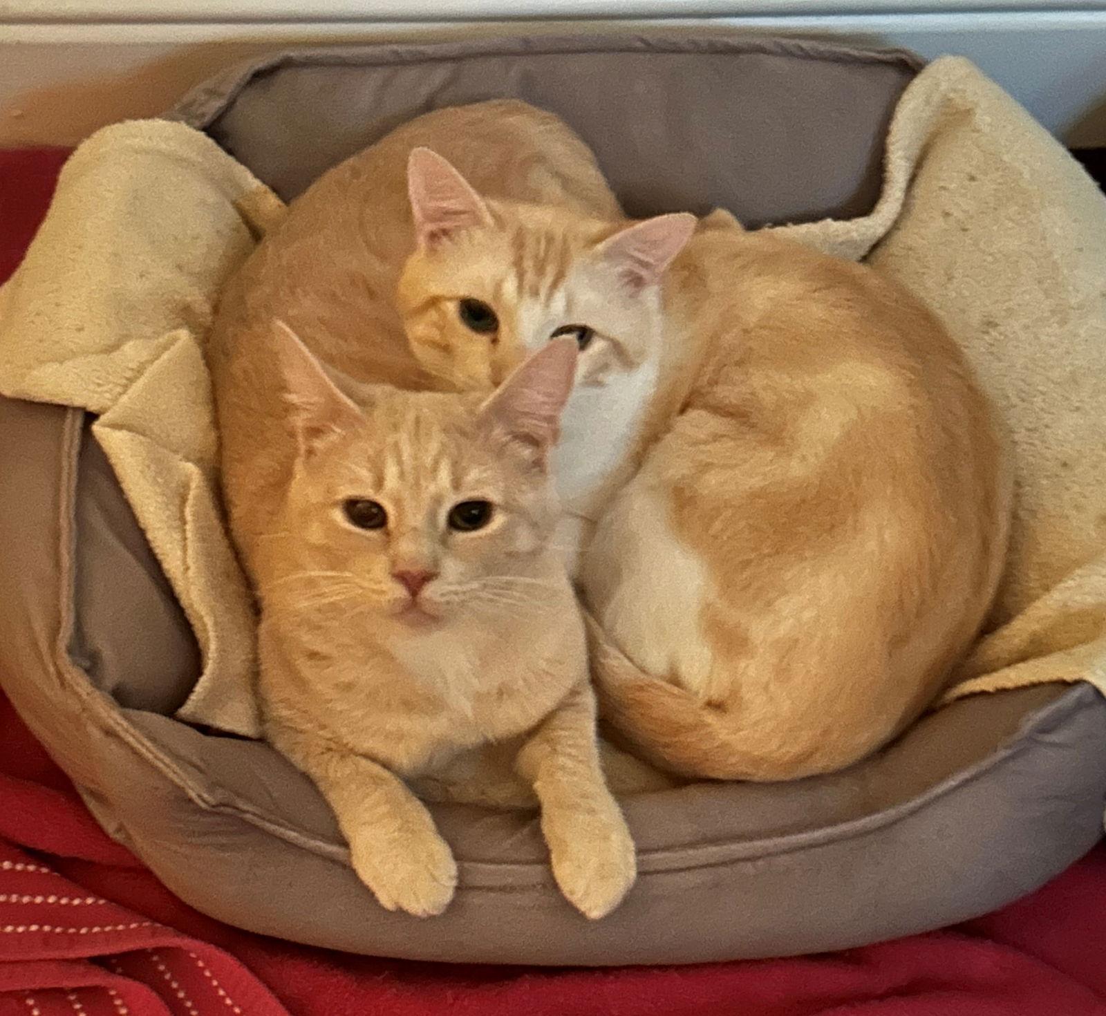 Mutt & Jeff, a Adoptable mixed breed in Palo Alto, CA image 2/3