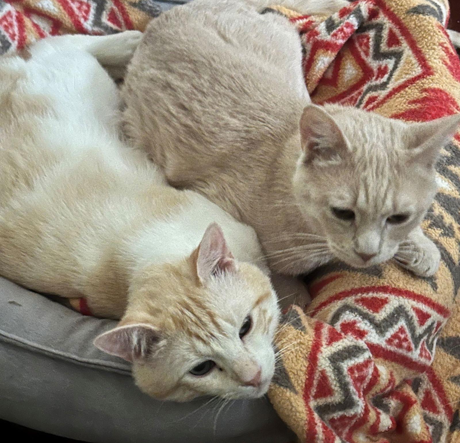 Mutt & Jeff, a Adoptable mixed breed in Palo Alto, CA image 3/3